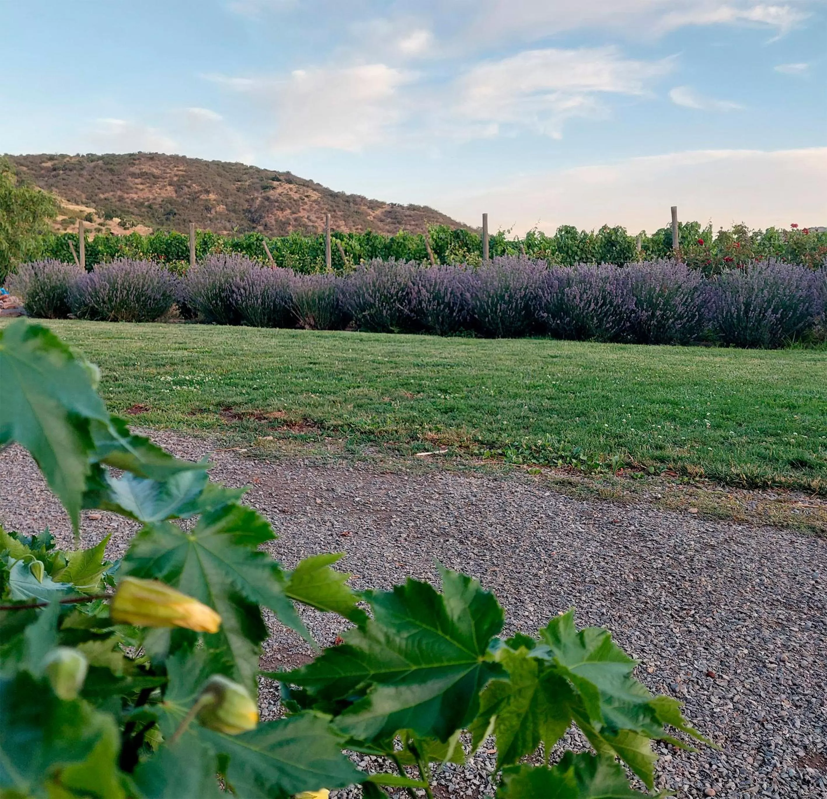 Garden in Callihue Lodge
