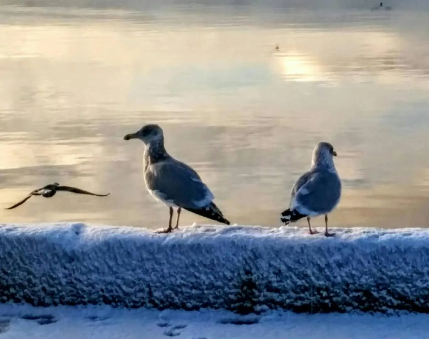 Natural landscape in Braeside Country Inn