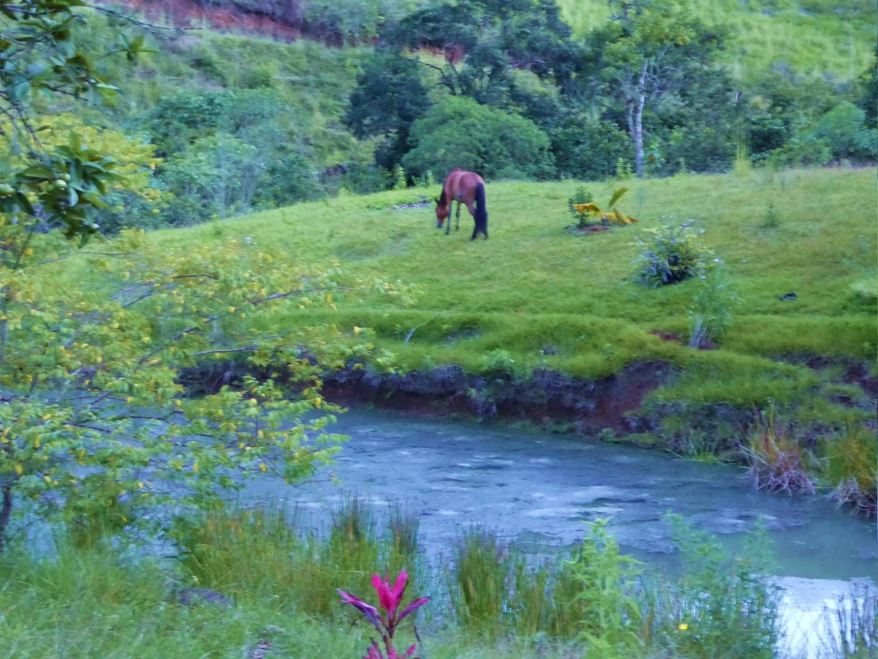 Pets in Finca El Cielo