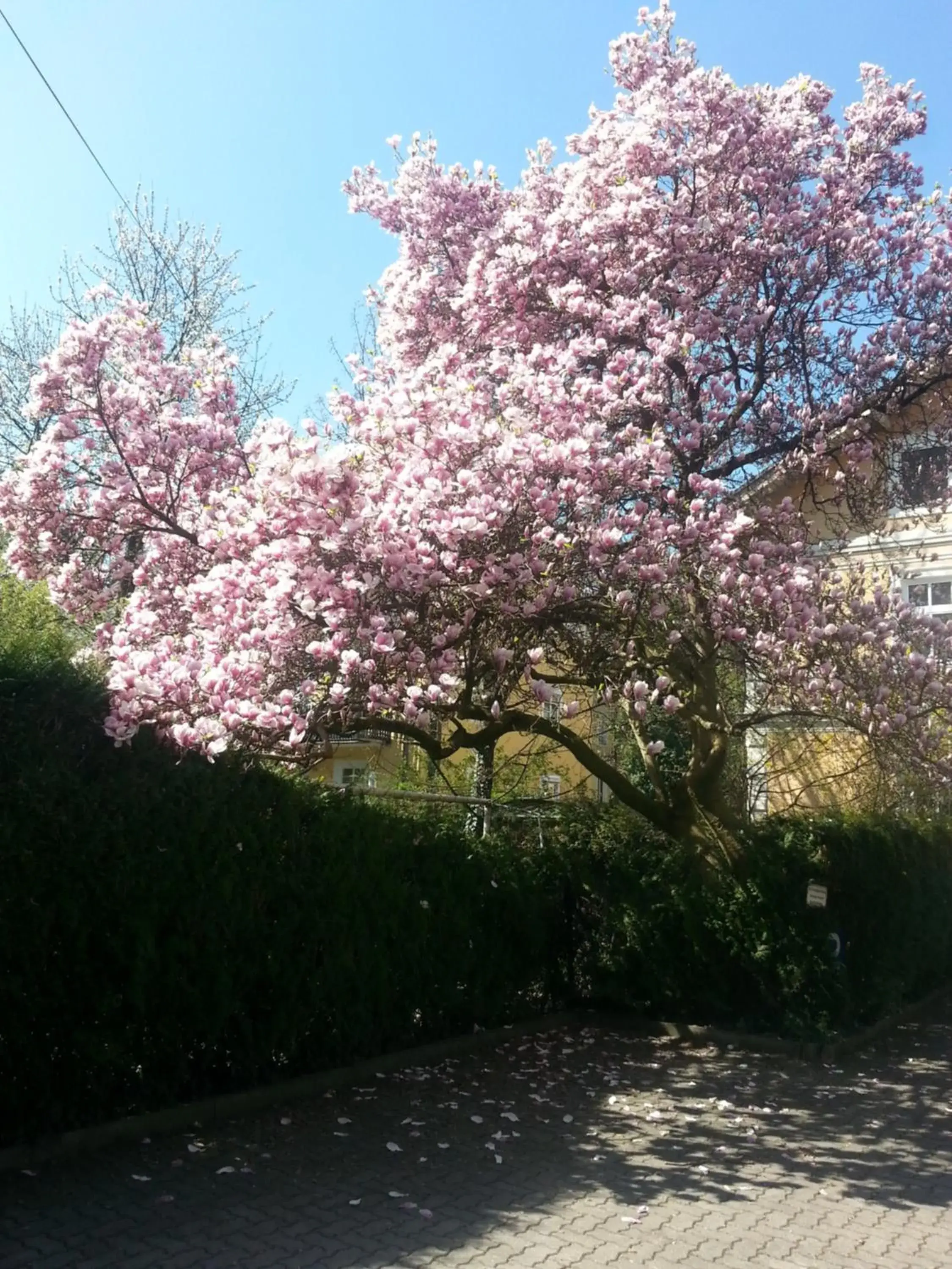 Spring in Hotel Hohenstauffen