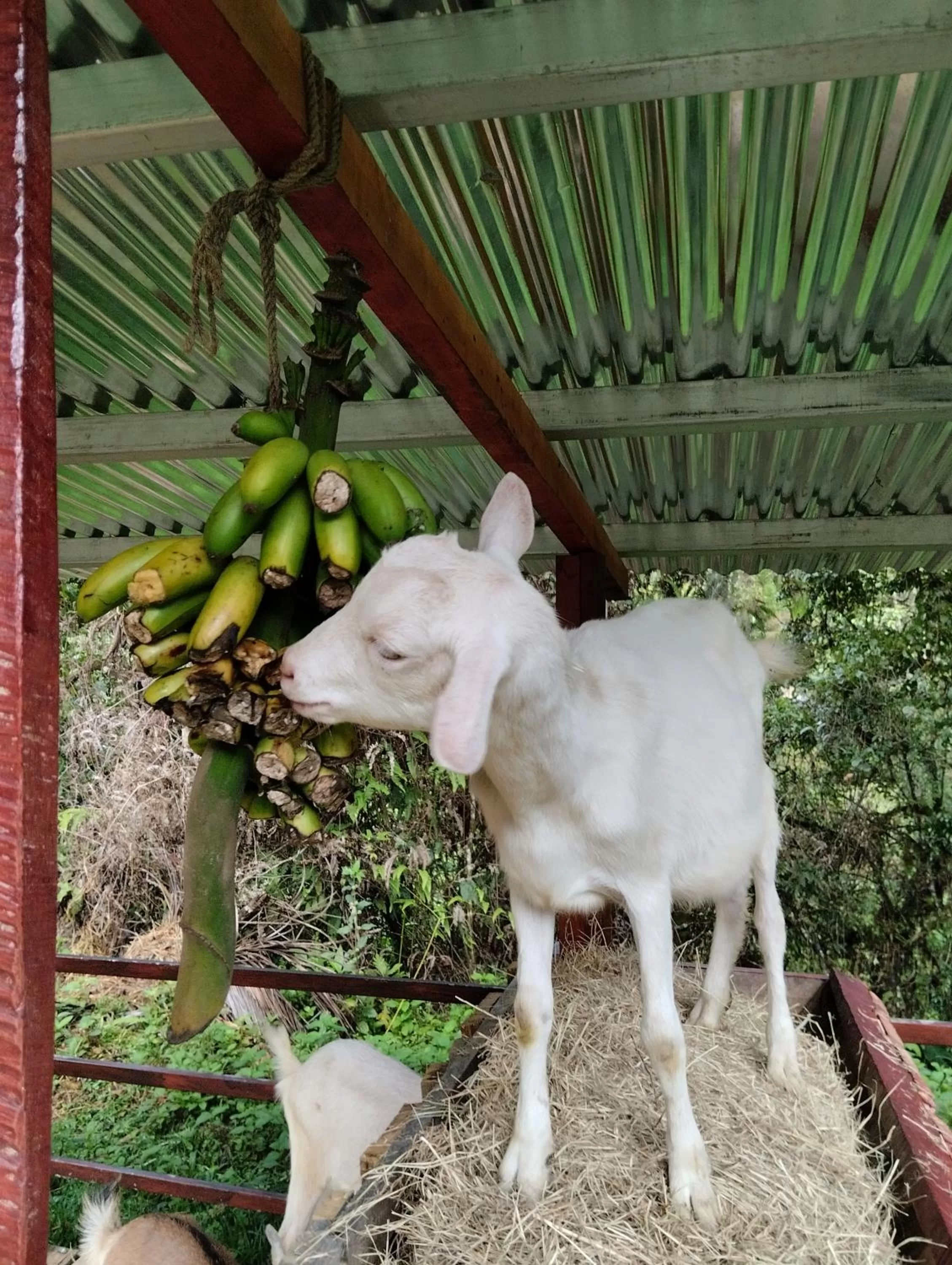 Animals, Other Animals in Hotel Rivel - Adventure & Nature Retreat