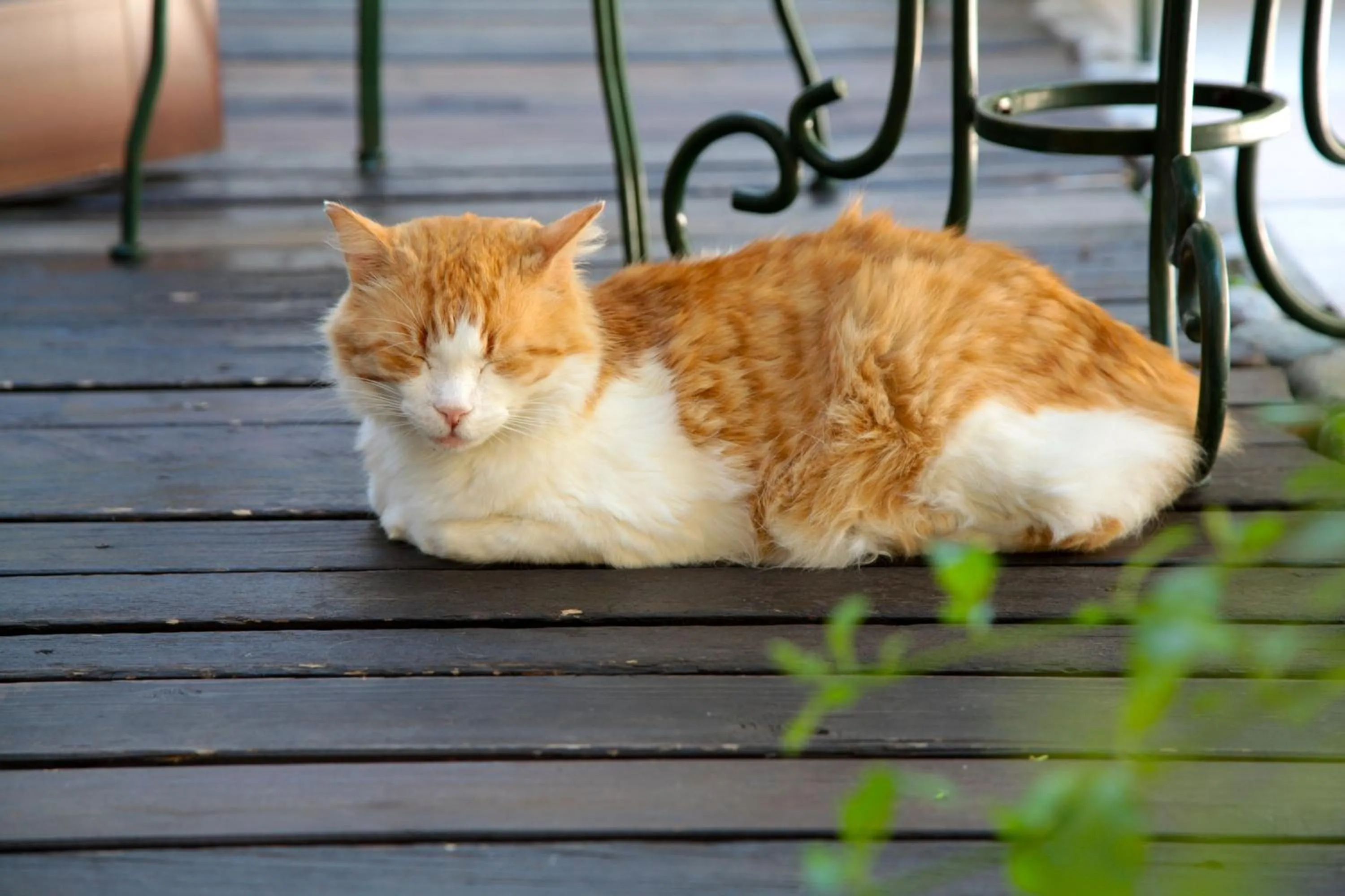 Pets in Hotel San Filis