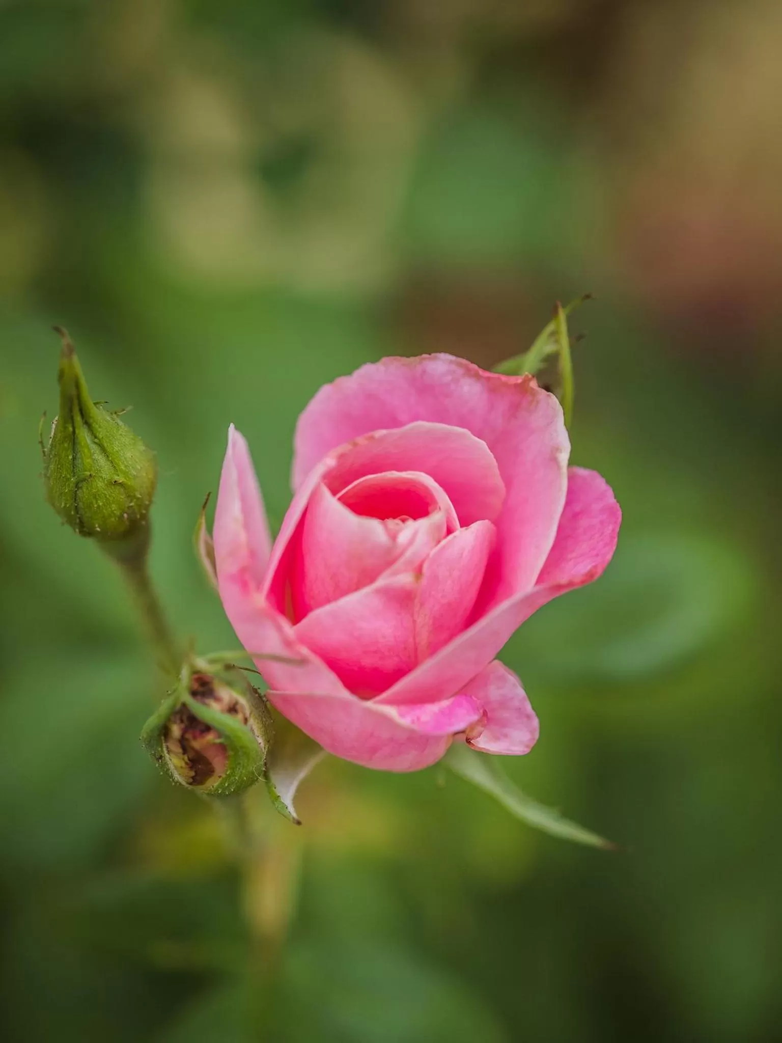 Decorative detail in On the Bay