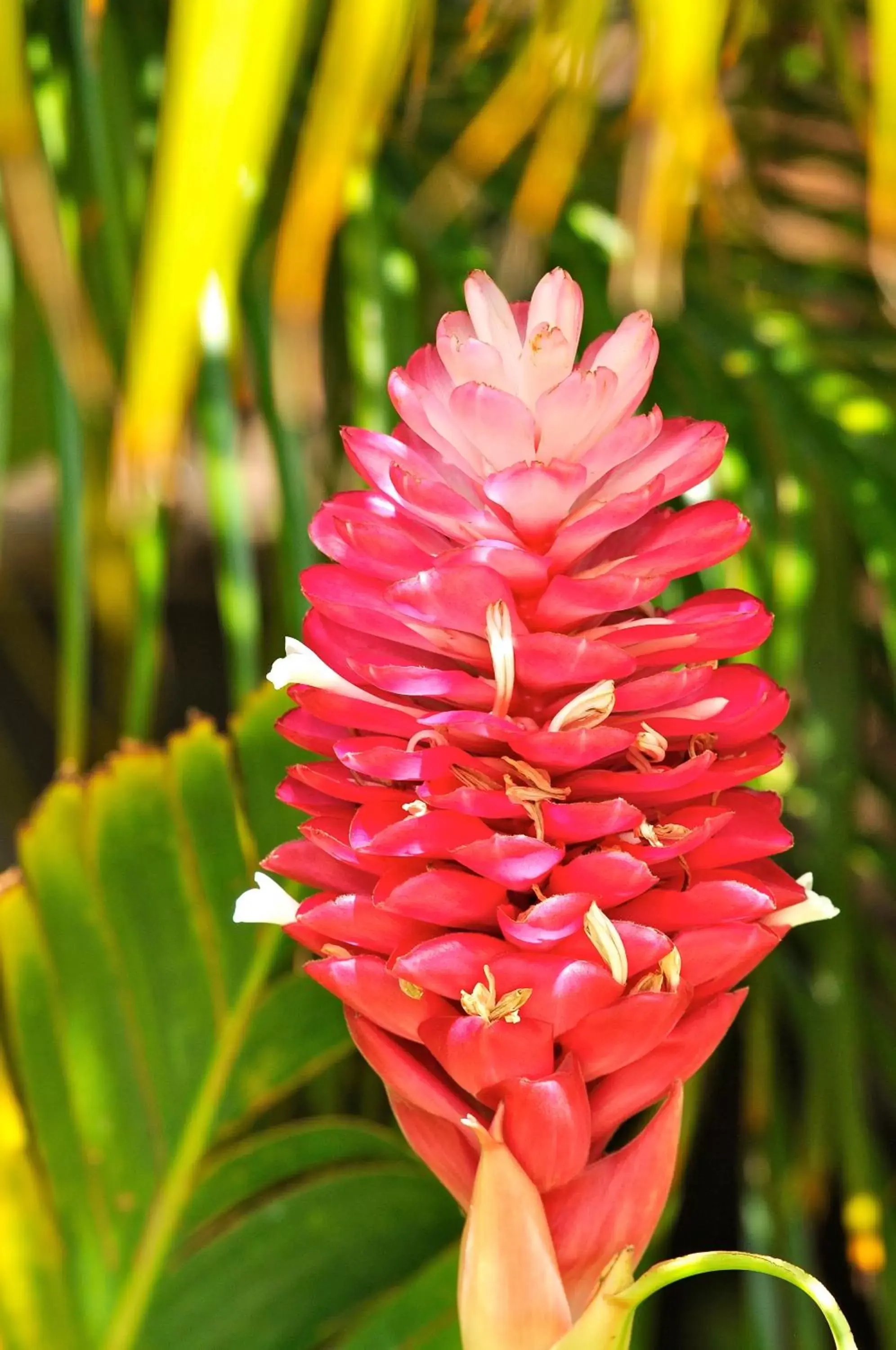 Garden in Kaanapali Ocean Inn