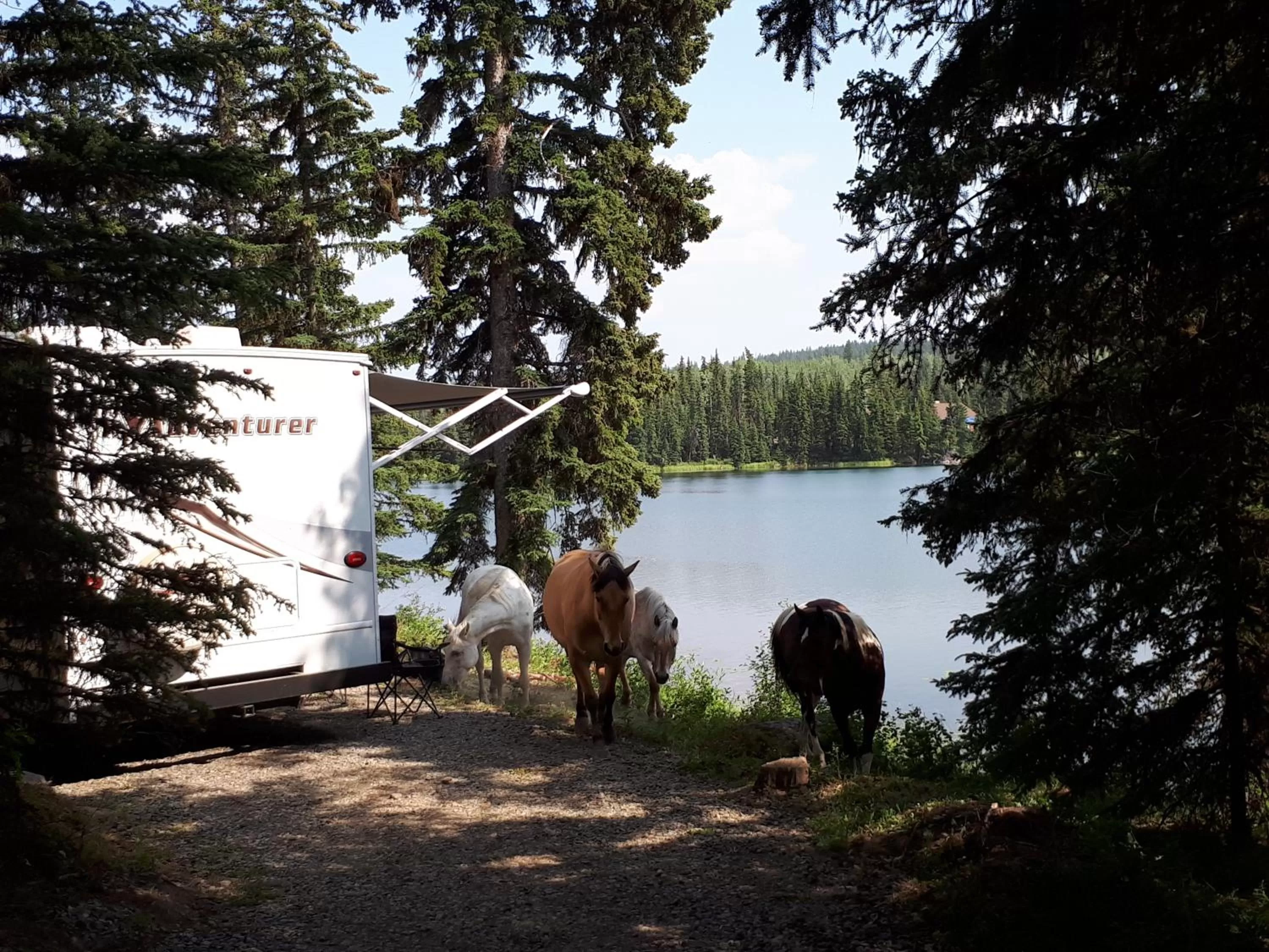 Pets in Wettstone Guest Ranch