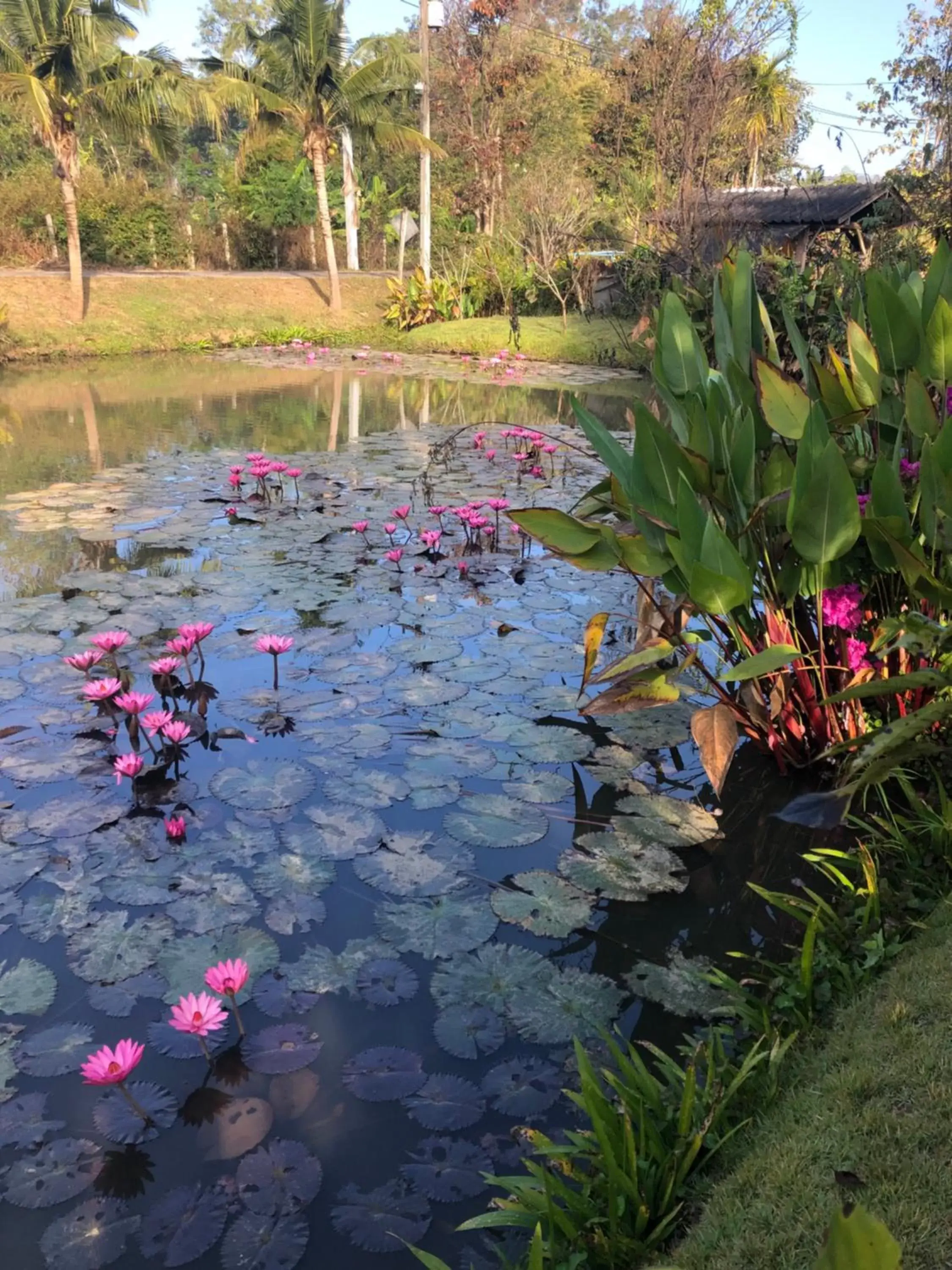 Natural landscape in Pura Vida Pai Resort