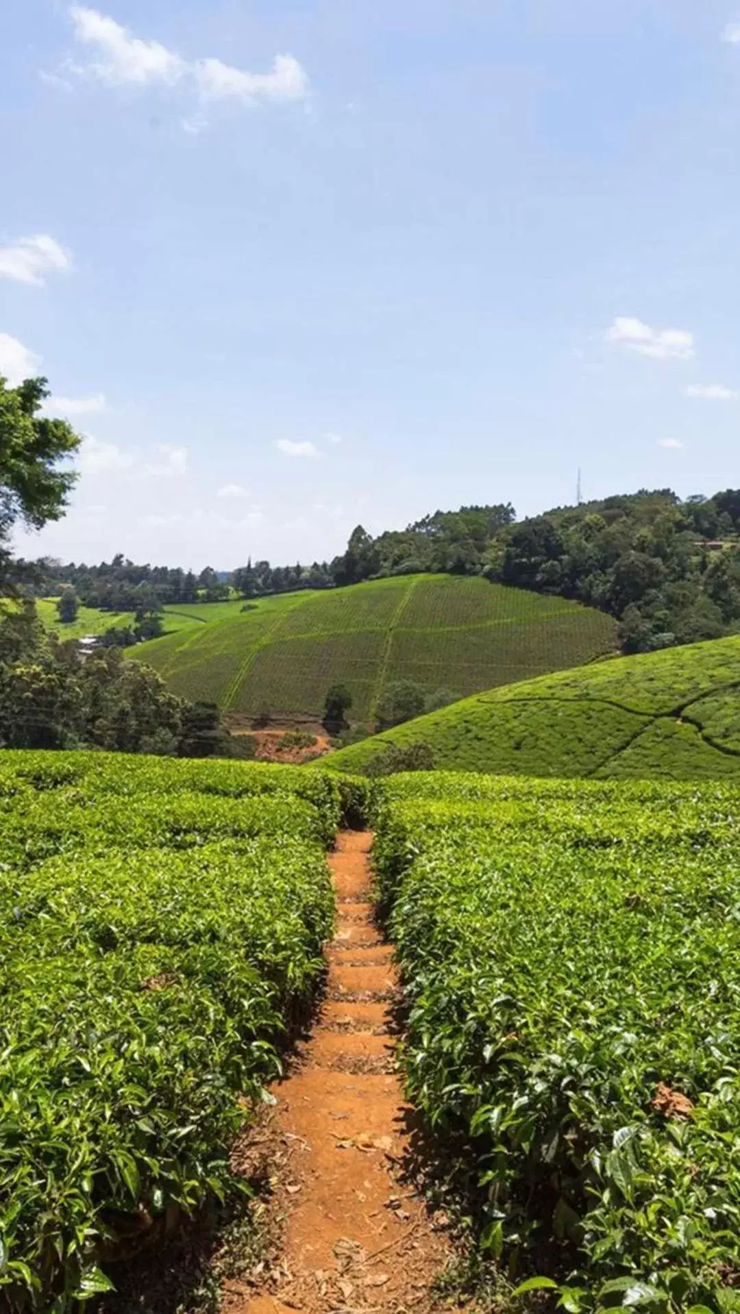 Natural Landscape in Villa Rosa Kempinski