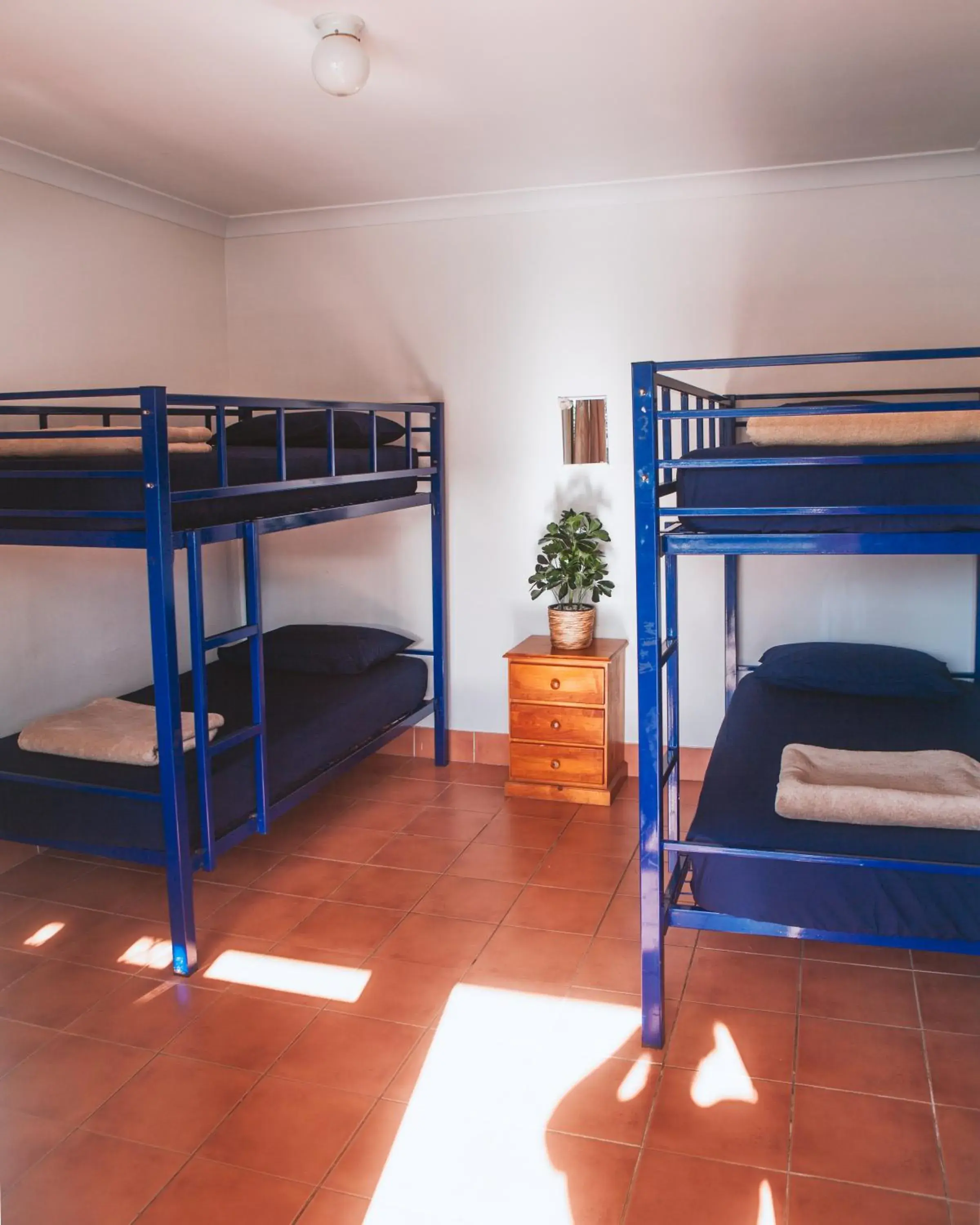 Bunk Bed in Budds In Surfers Backpackers