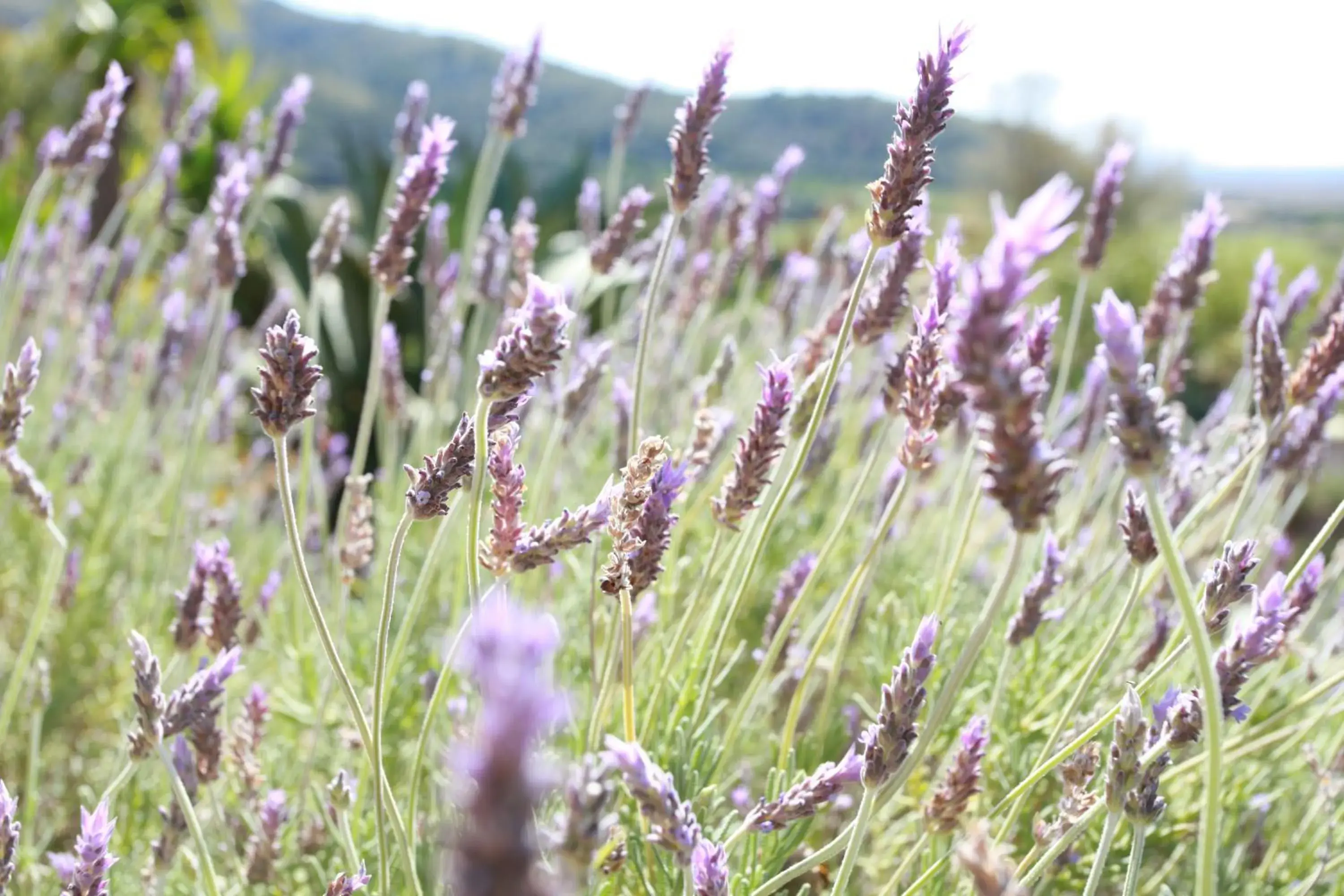 Natural landscape, Other Animals in Agroturismo Son Siurana