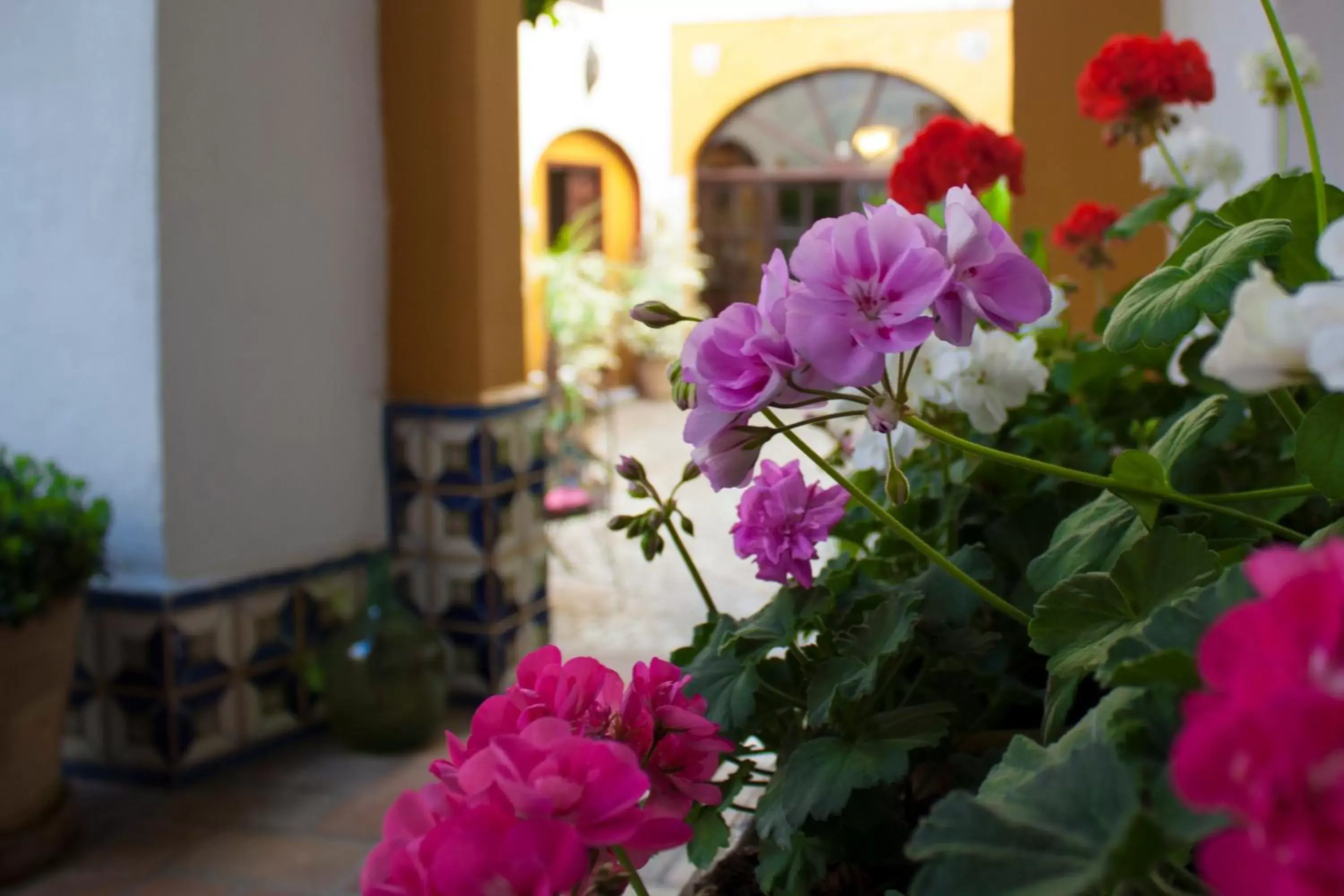 Garden in Hotel Casa Imperial