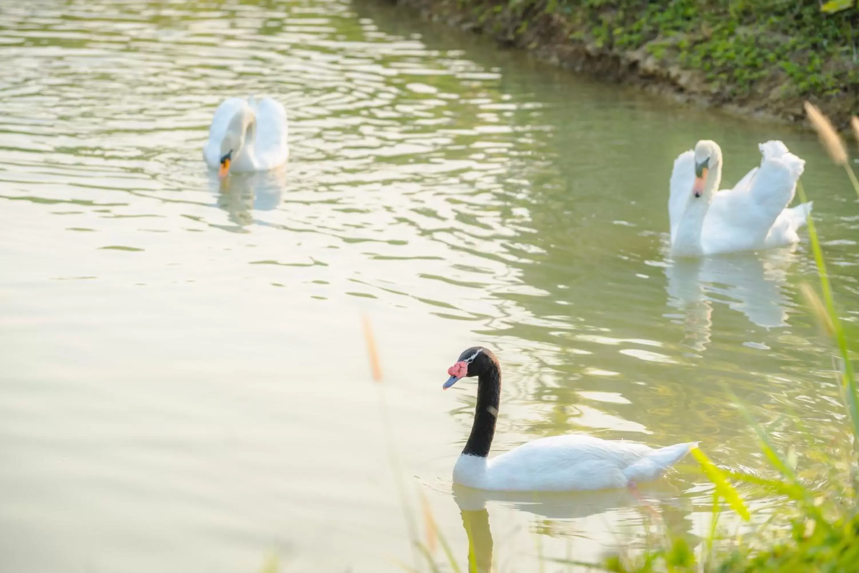 Natural landscape, Other Animals in Katiliya Mountain Resort And Spa