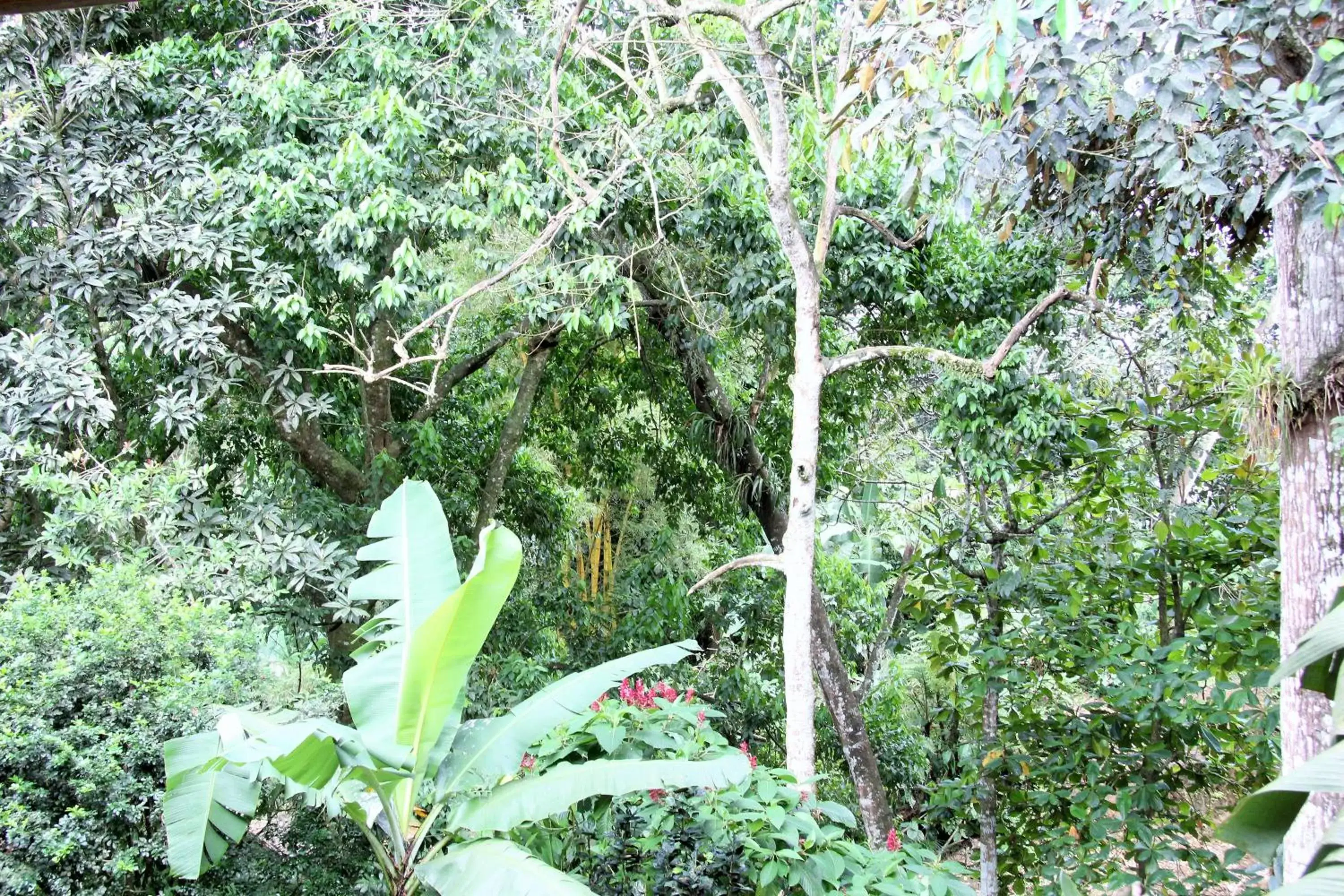 Area and facilities, Garden in Hotel Monte Real