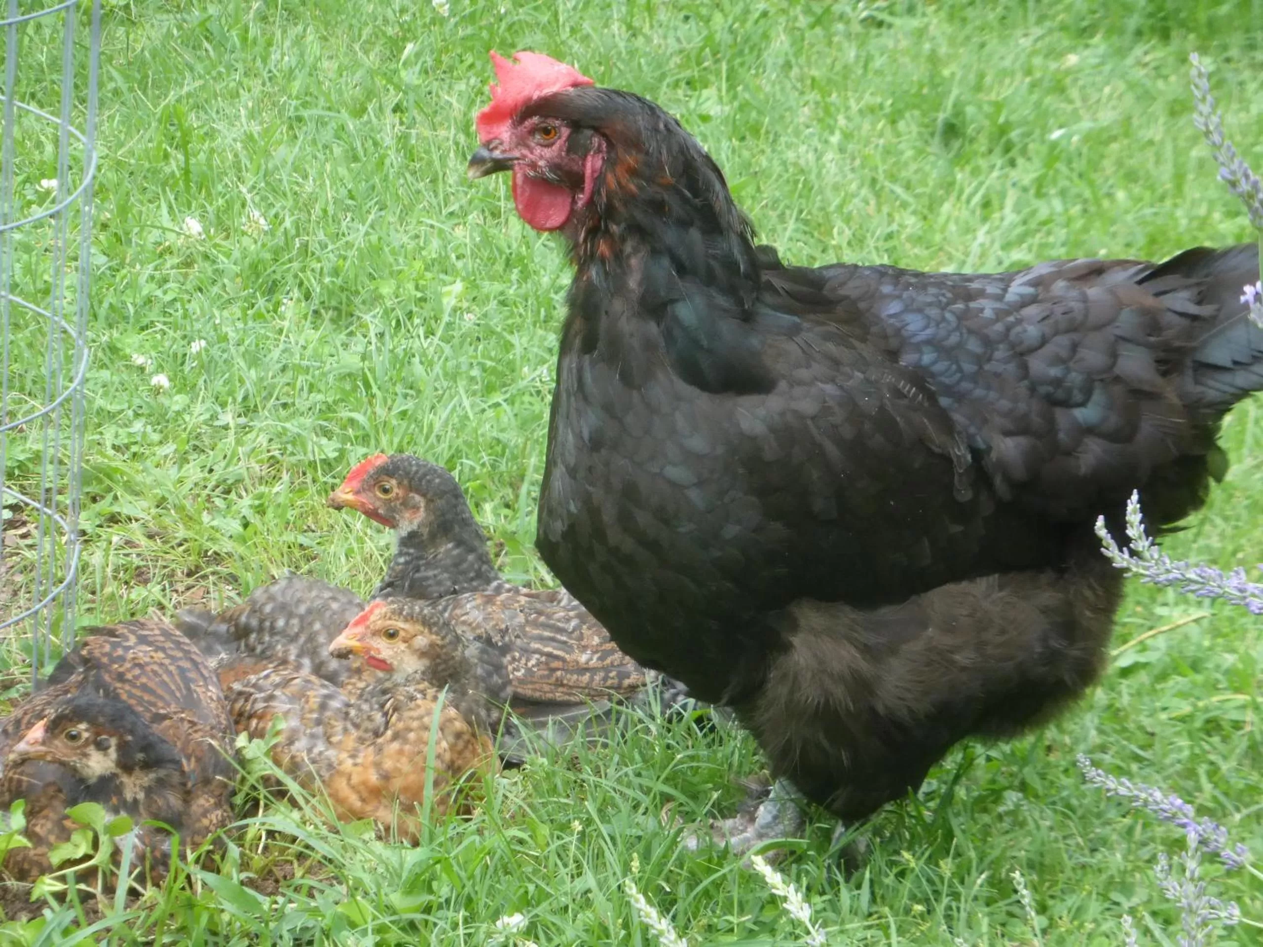 Natural landscape in Mulberry Lavender Farm and B&B