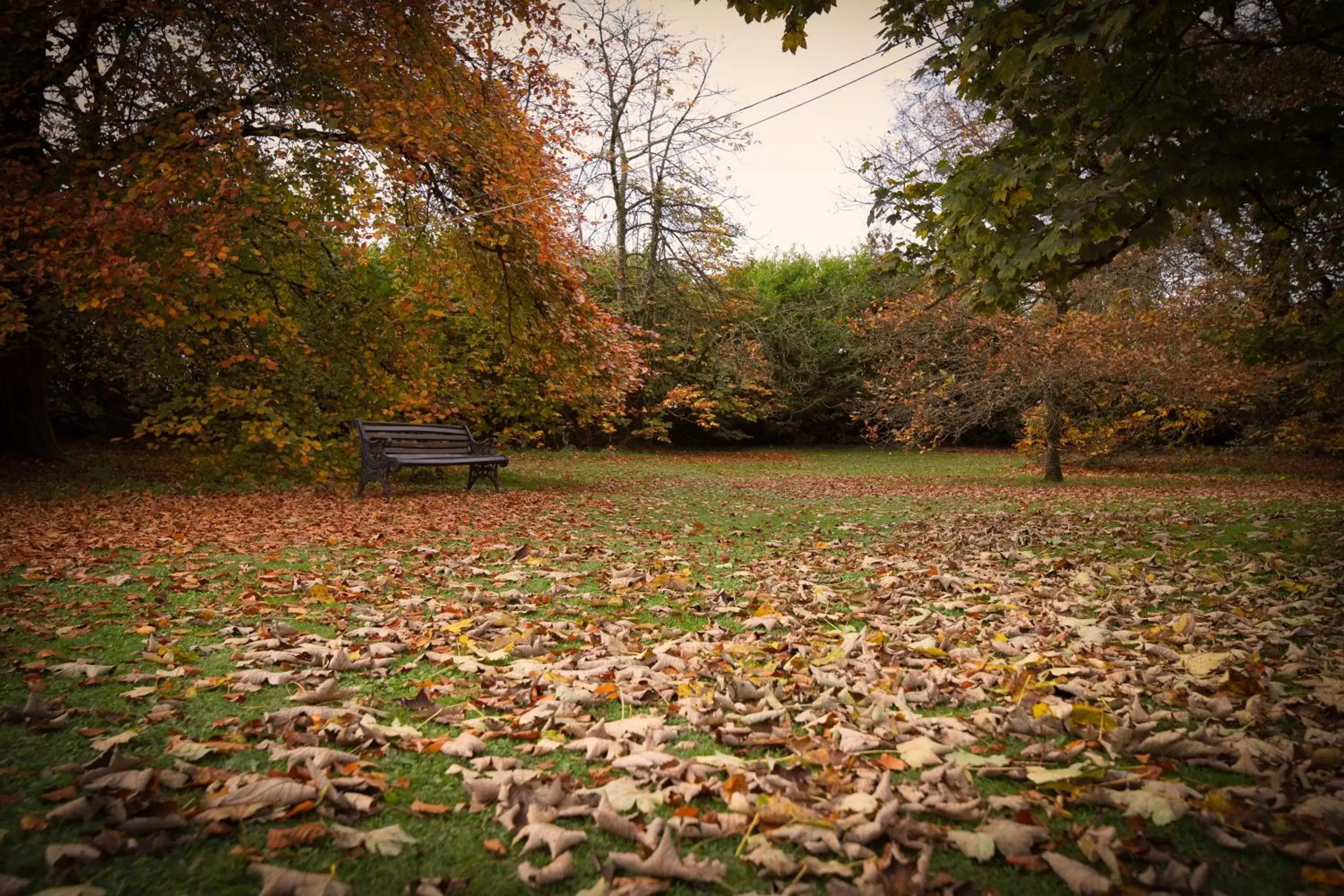 Natural landscape in Abbey Hotel Roscommon