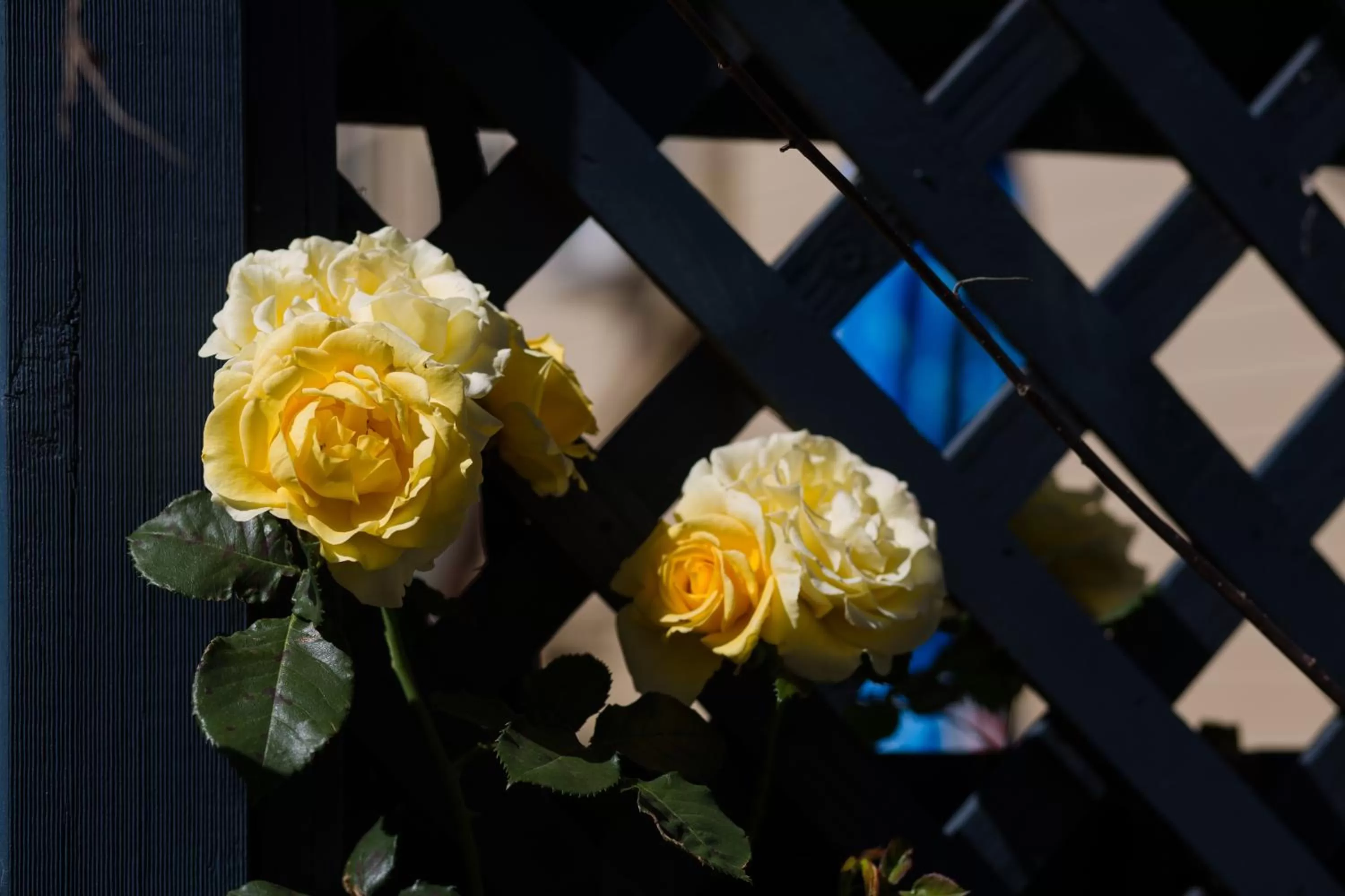 Garden in Willows Motel