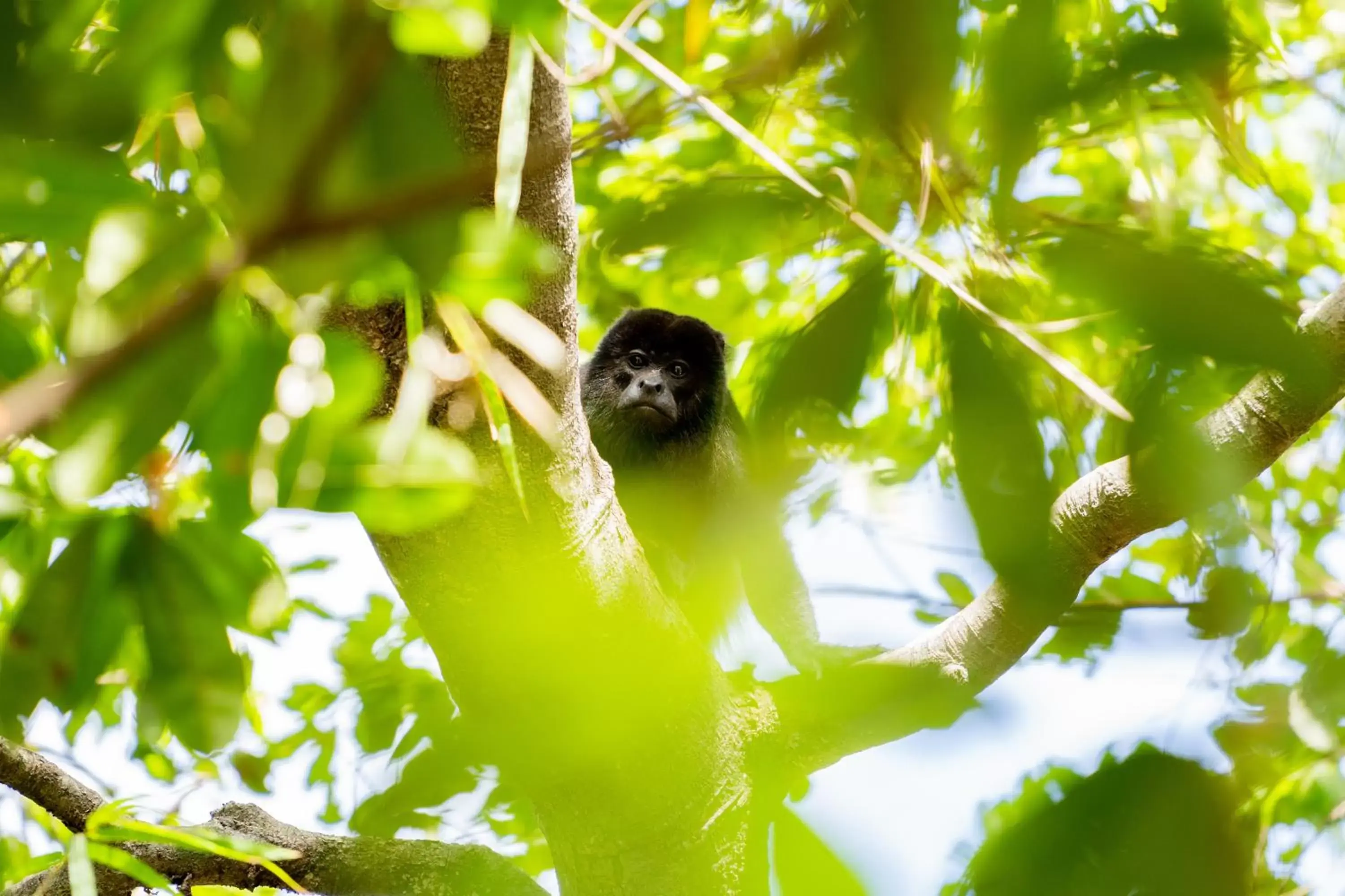 Other Animals in Antema Lodge Secteur Tamarindo, piscine, yoga, gym, jungle et paix