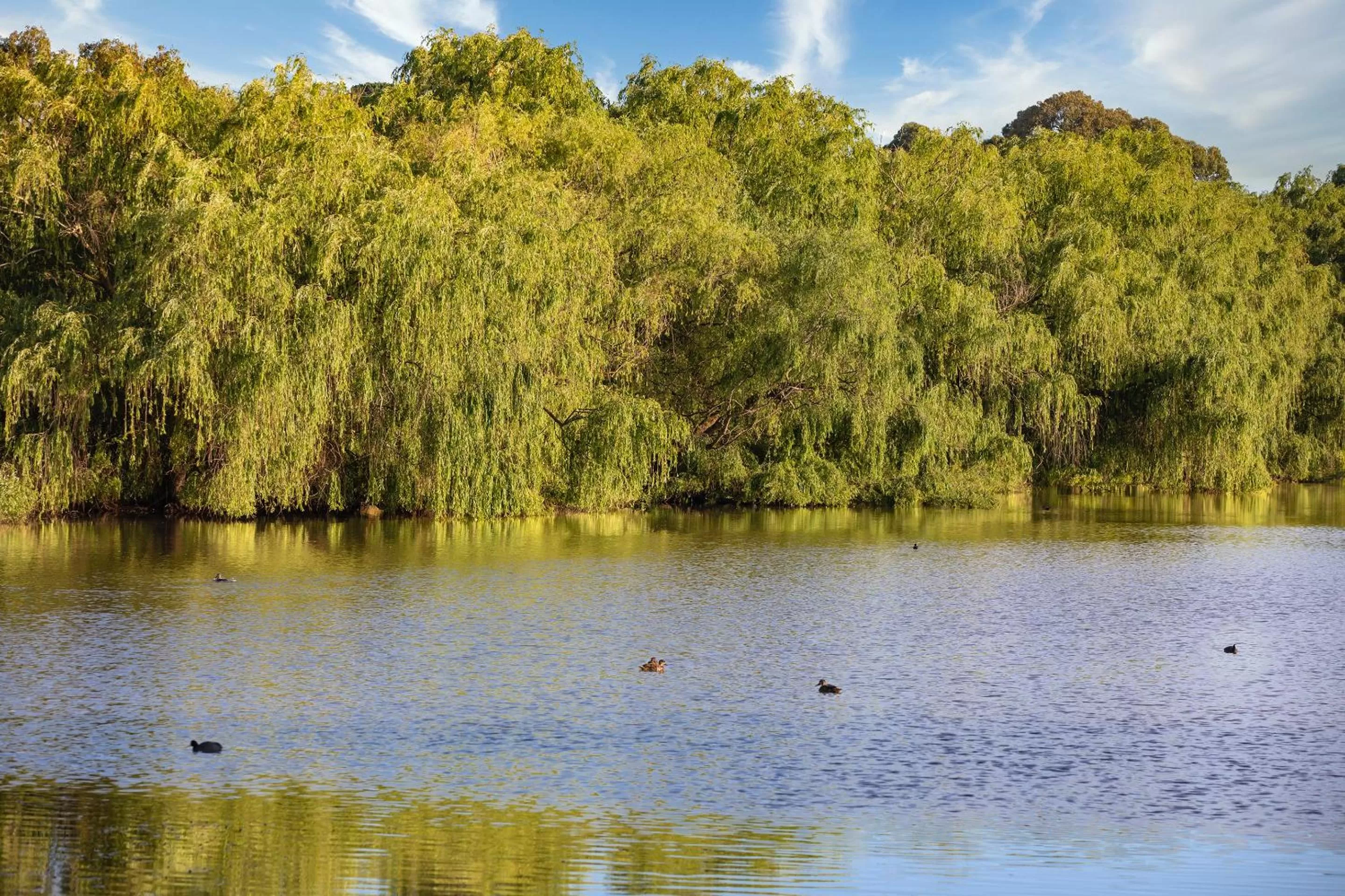 Lake view in Club Wyndham Ballarat, Trademark Collection by Wyndham