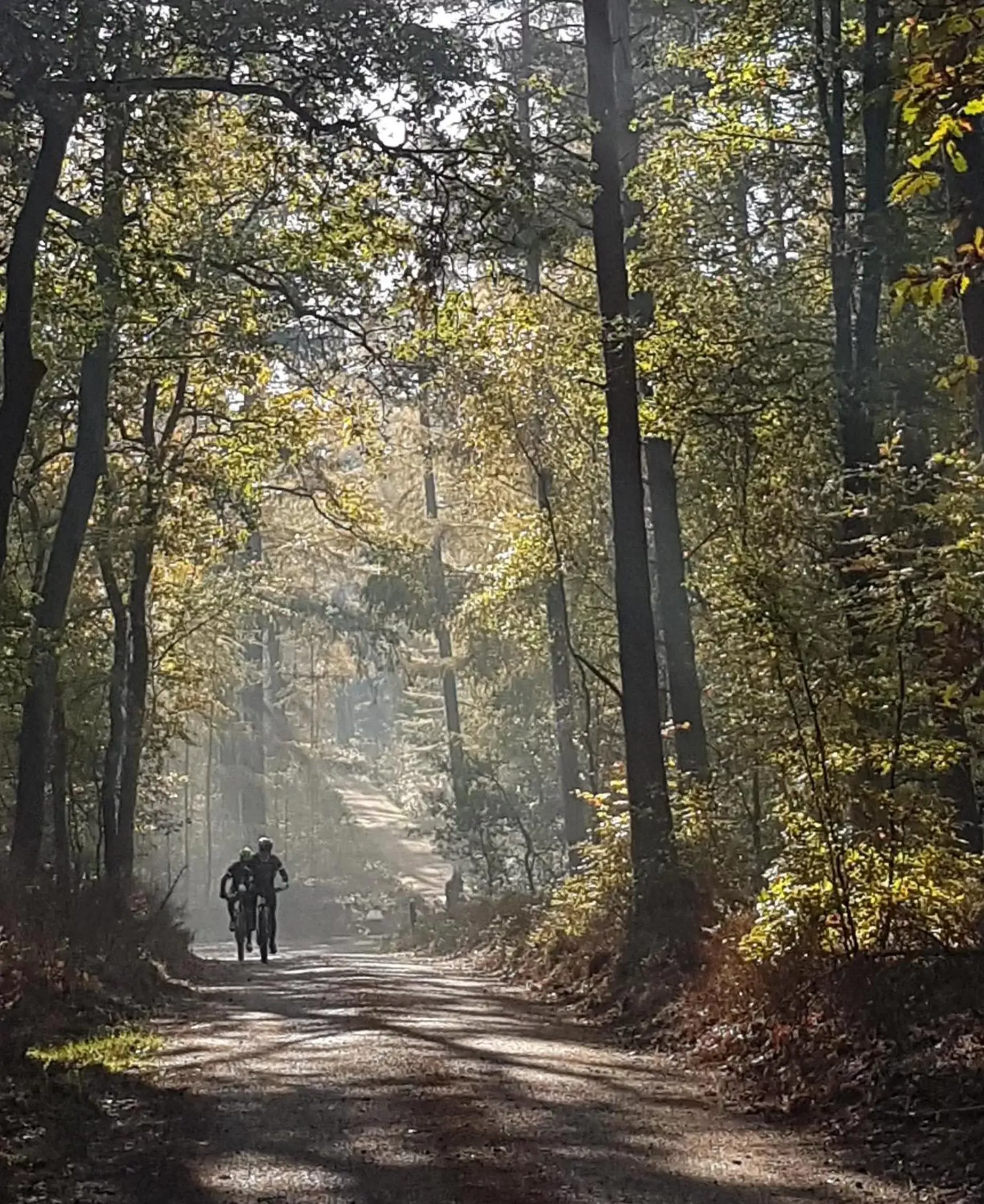 B&B De Loenense Bossen