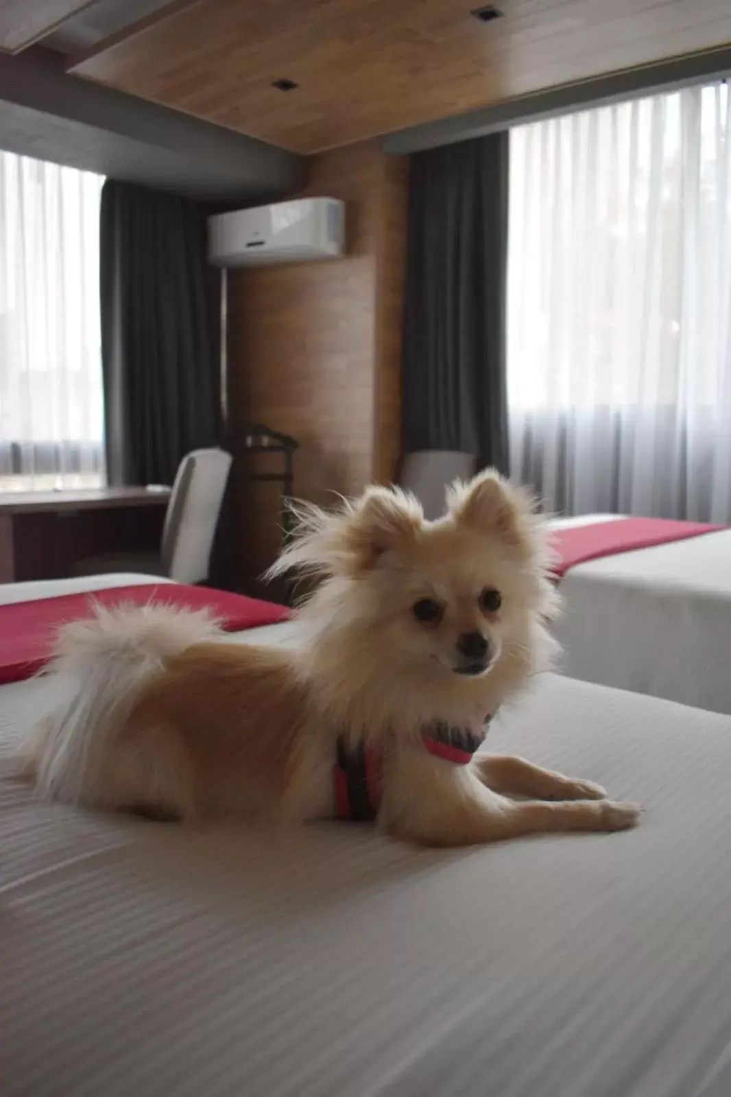 Pets in Hotel Park Nilo Reforma