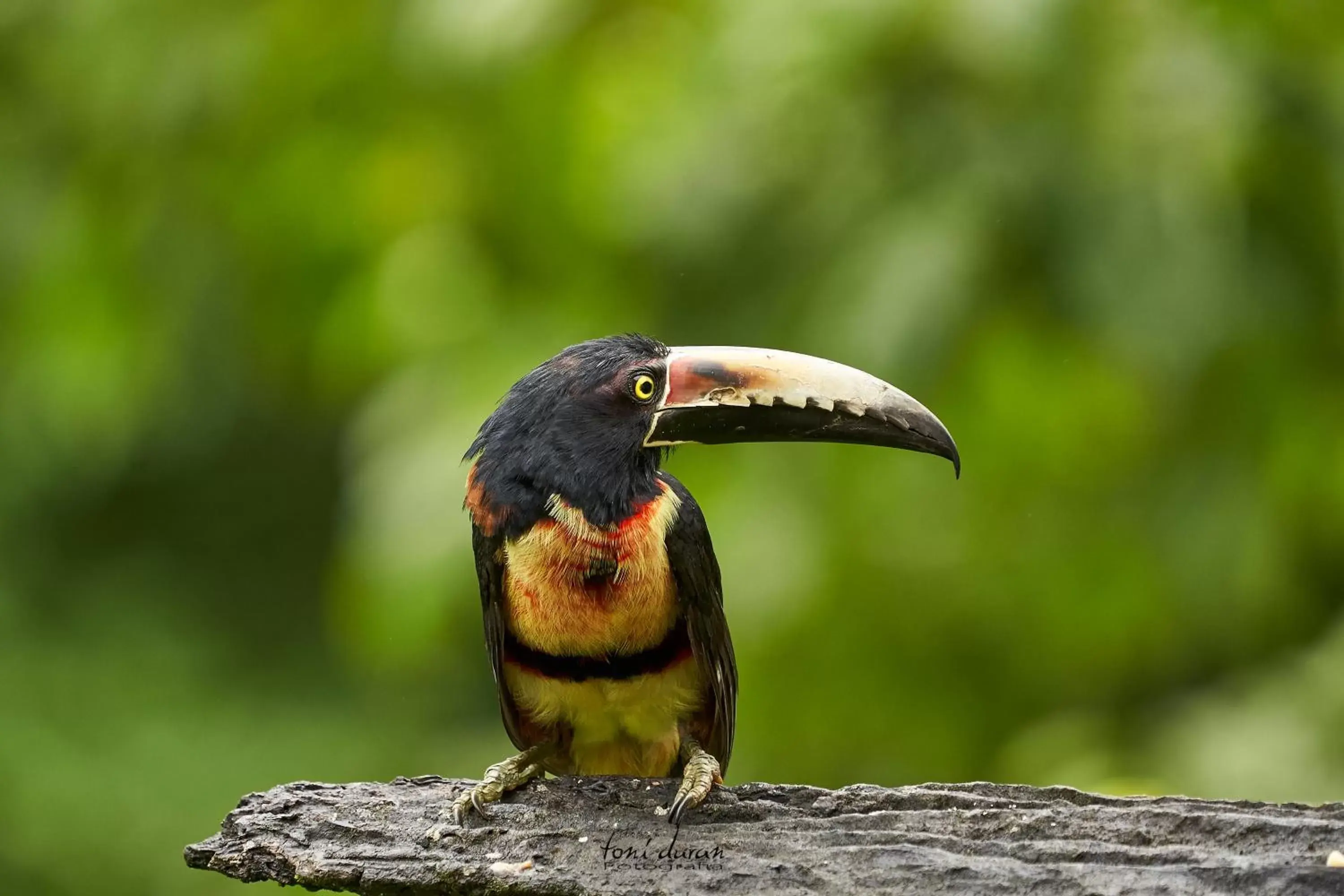 Other Animals in Birds & Breakfast Costa Rica