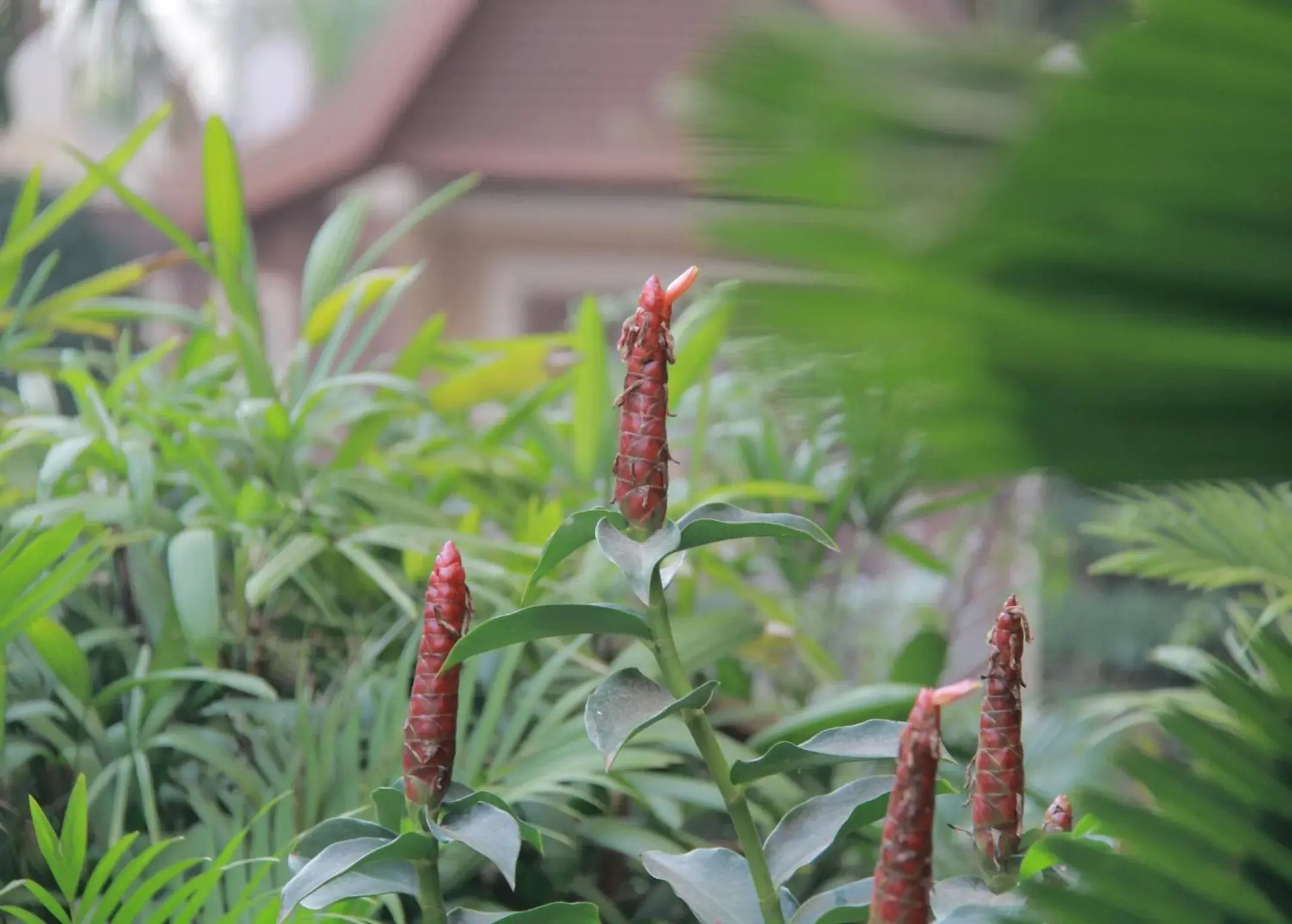 Garden view, Other Animals in Starry Angkor Hotel