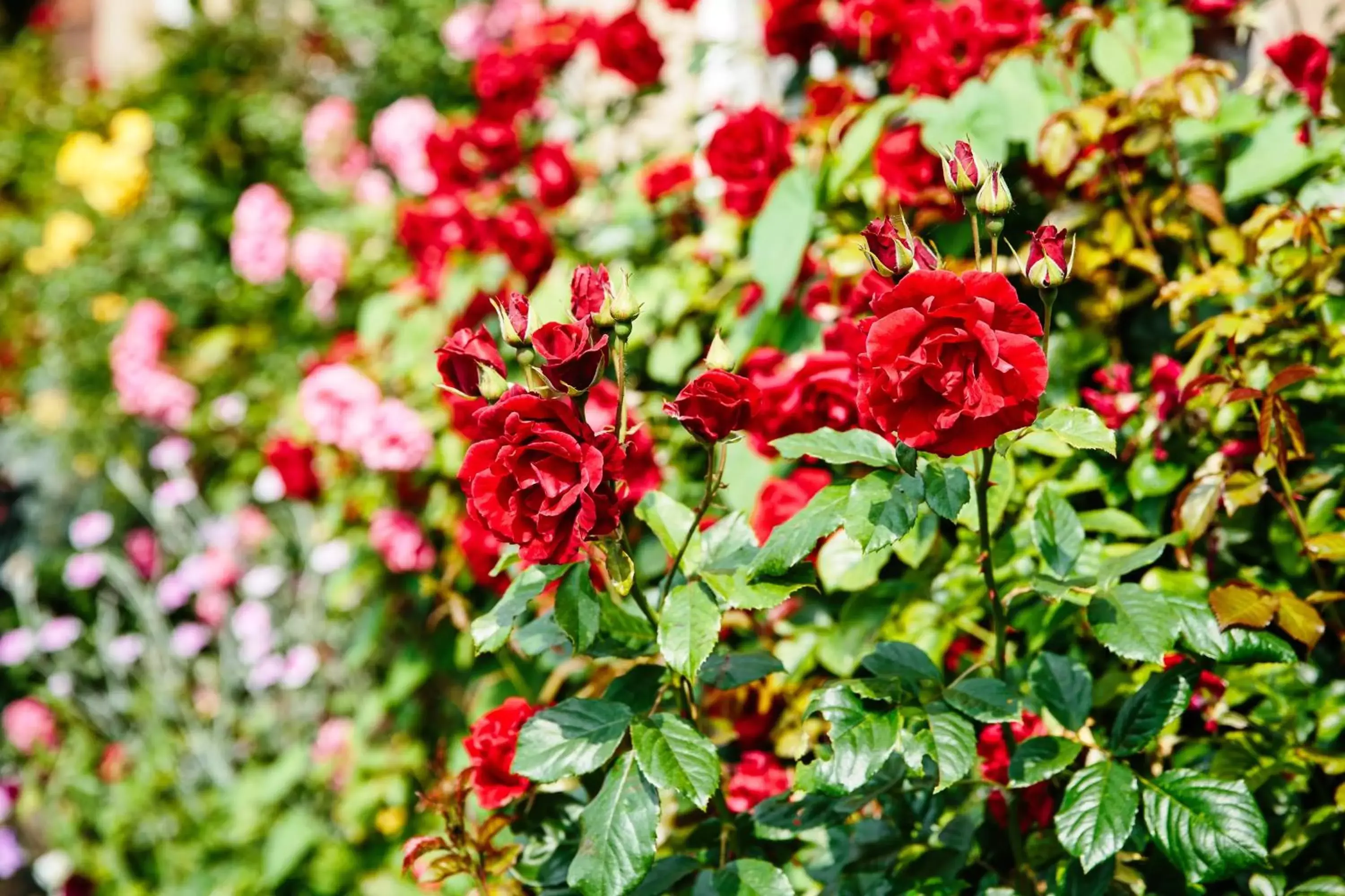 Garden in Willington Hall Hotel