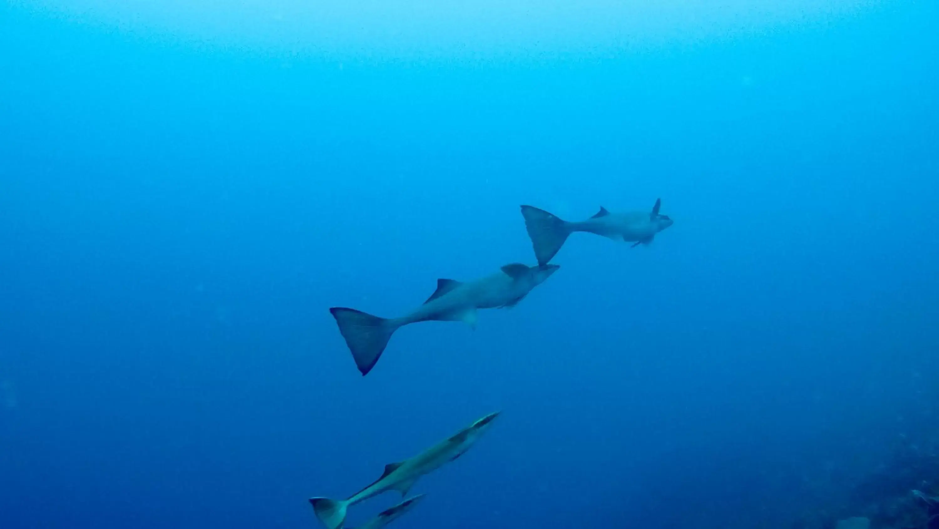 Diving, Other Animals in Turtle Bay Lodge