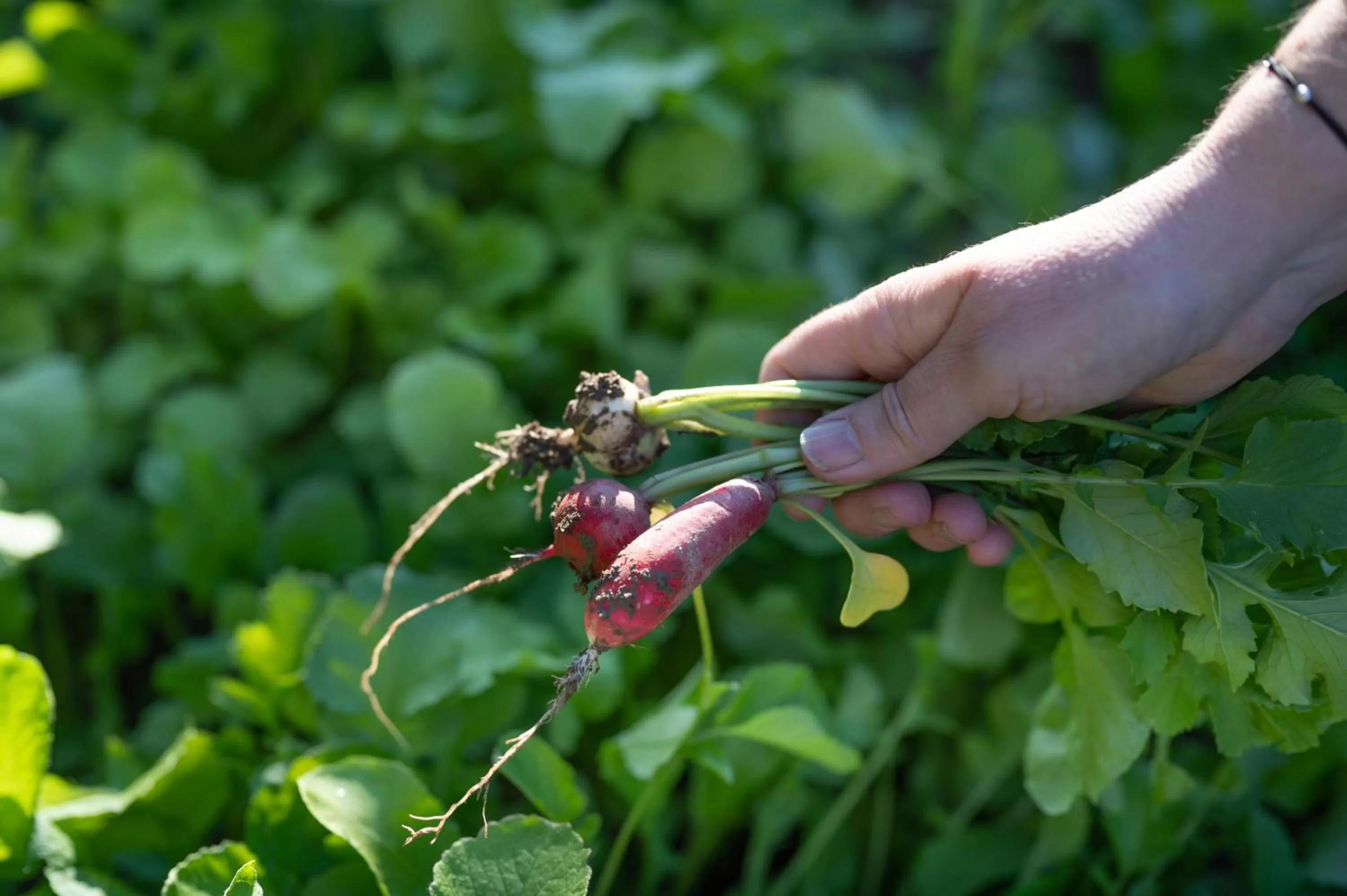 Garden, Other Animals in les Myrrhophores et Spa, Chambres d'Hôtes et Gîtes de charme