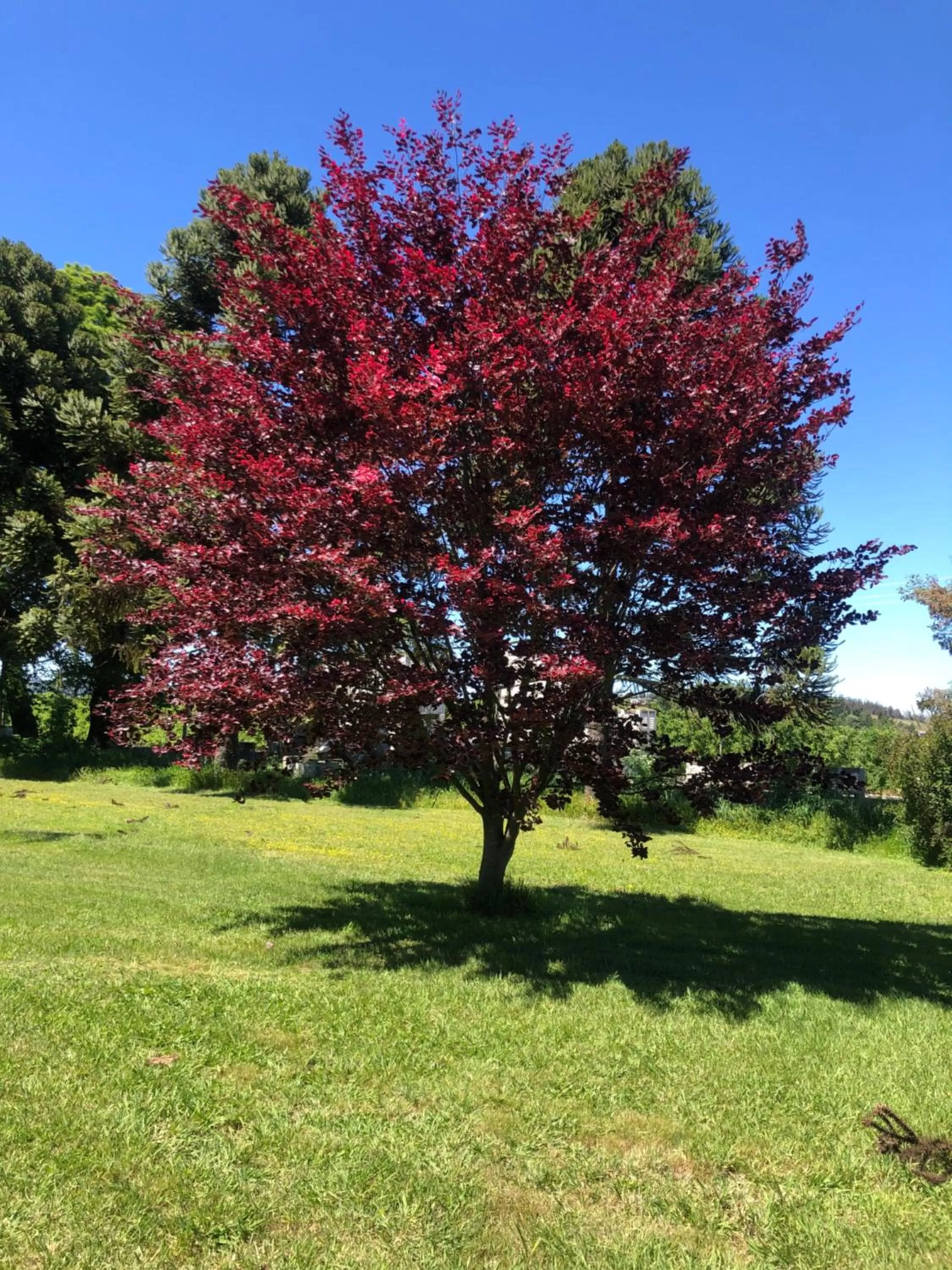 Garden in Family Orchard Bed & Breakfast