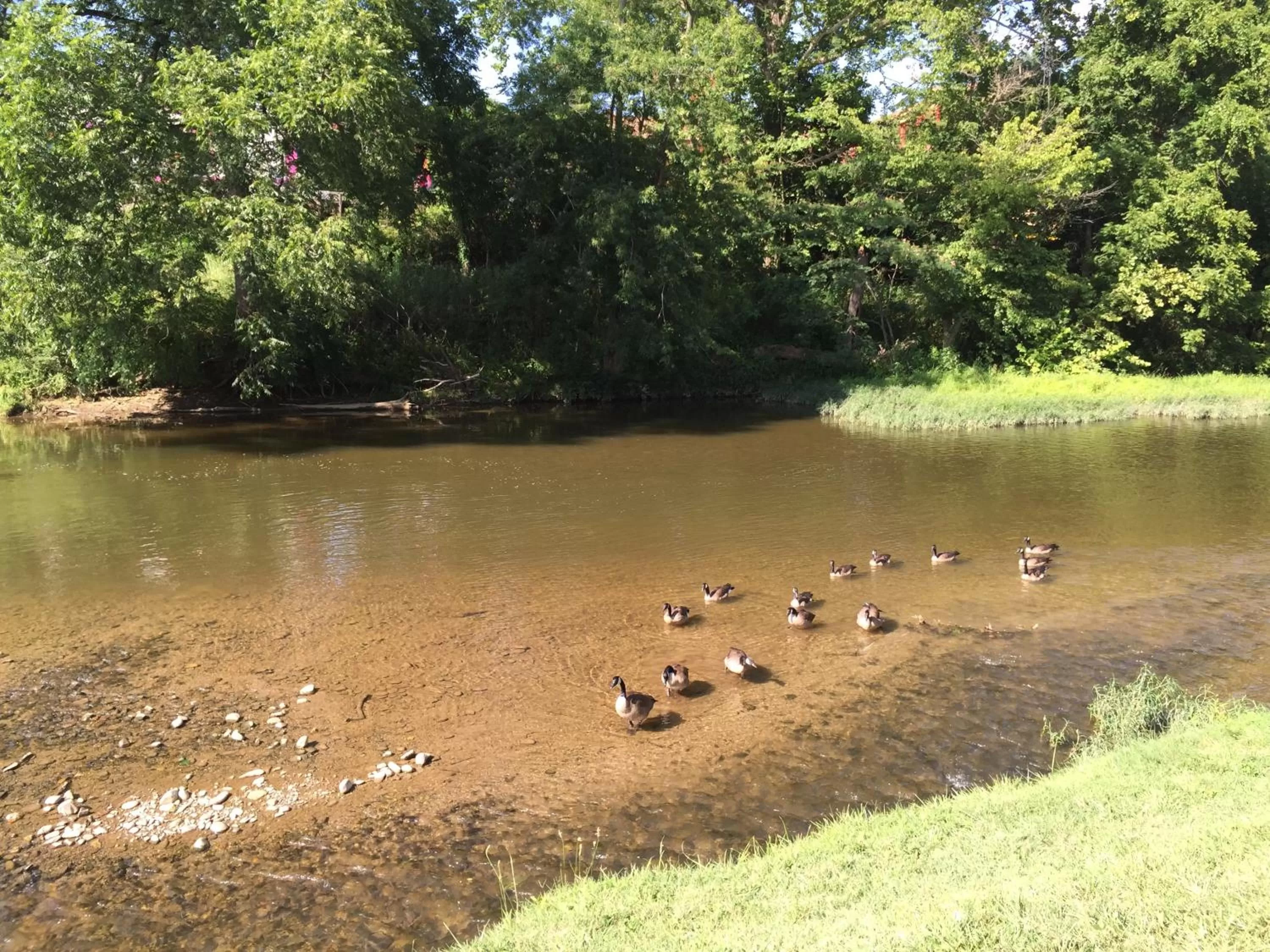 Natural landscape in Pigeon River Inn