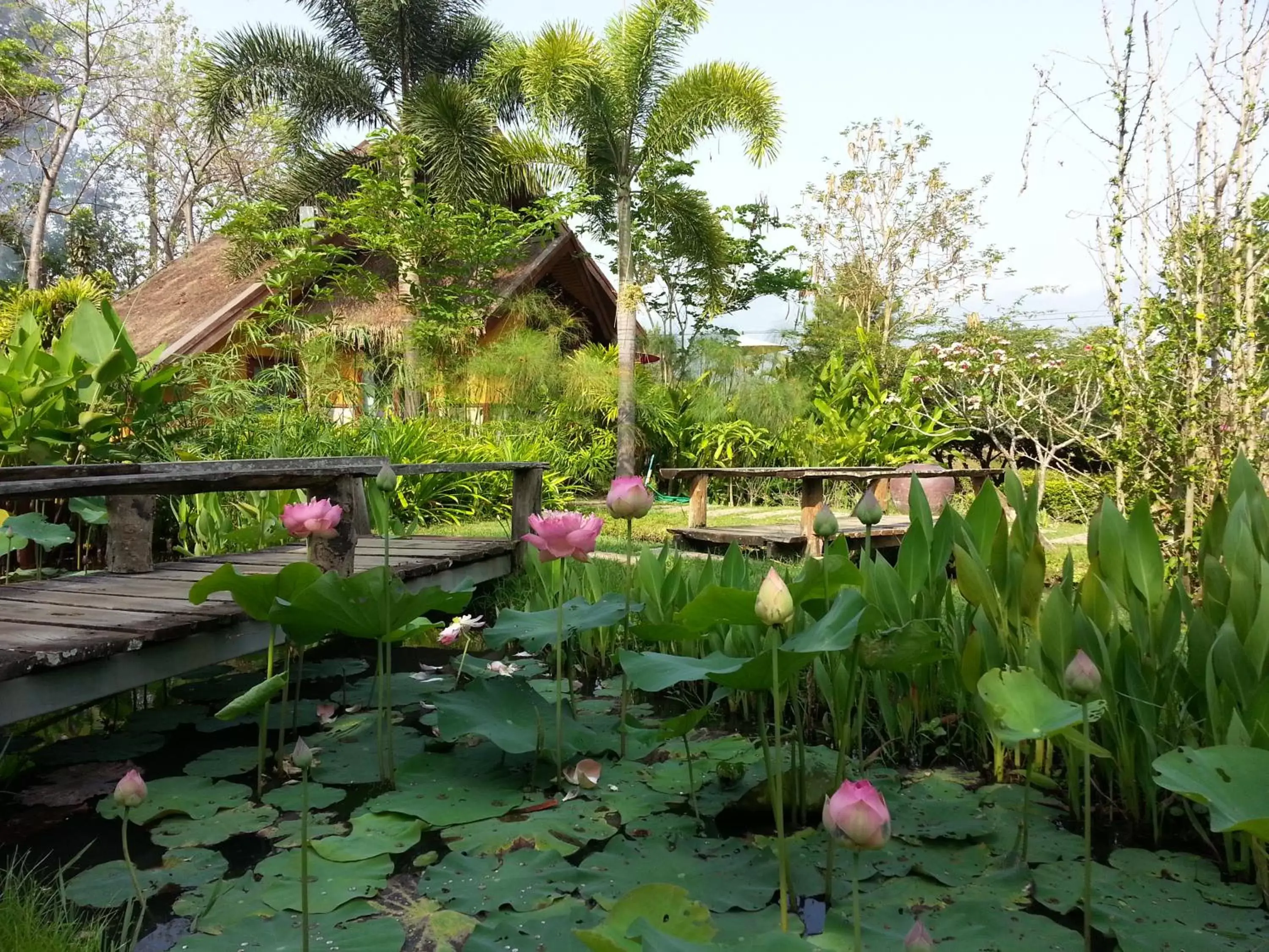 Garden in Pura Vida Pai Resort