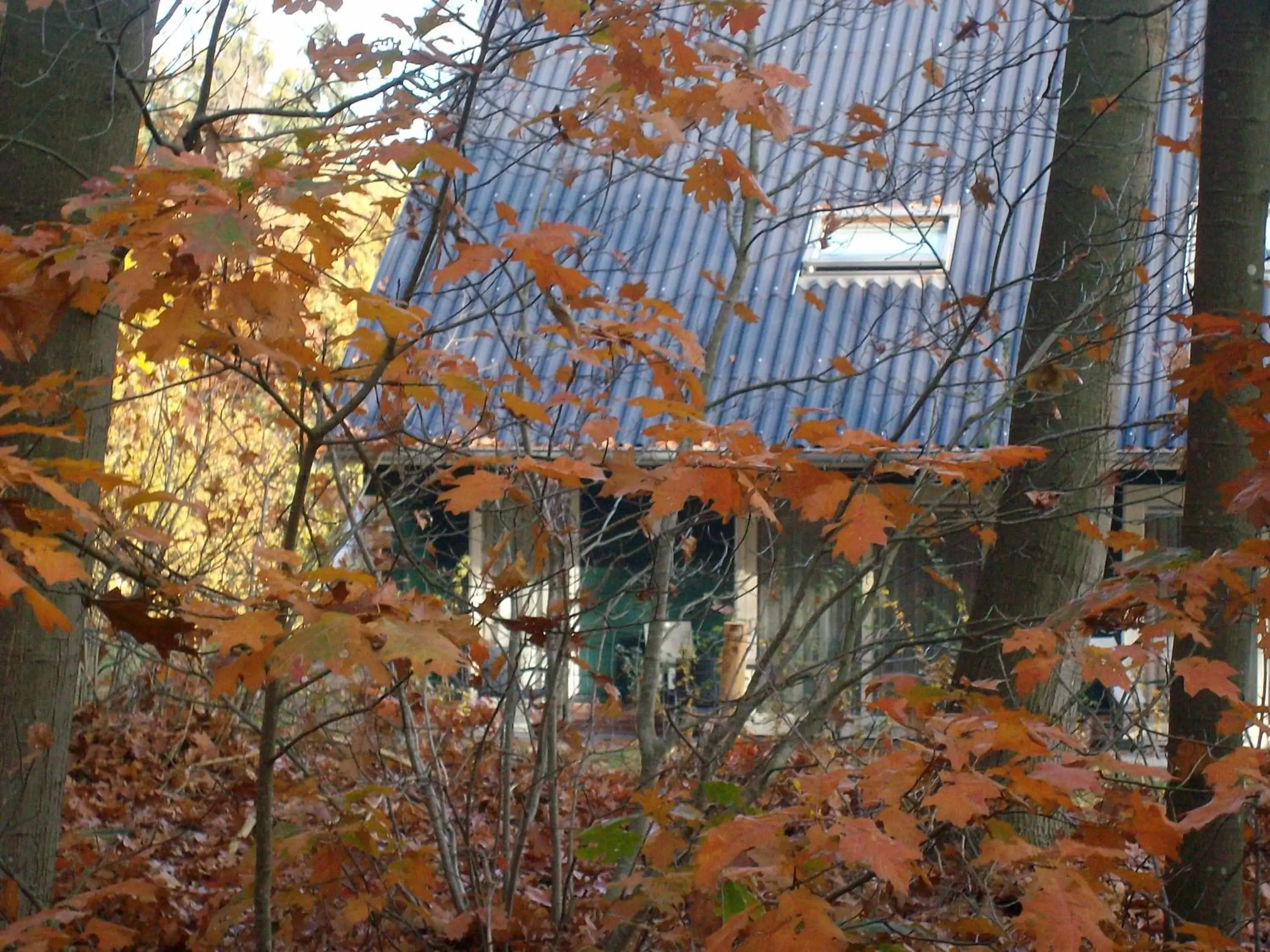 Autumn, Garden in Horsetellerie Rheezerveen