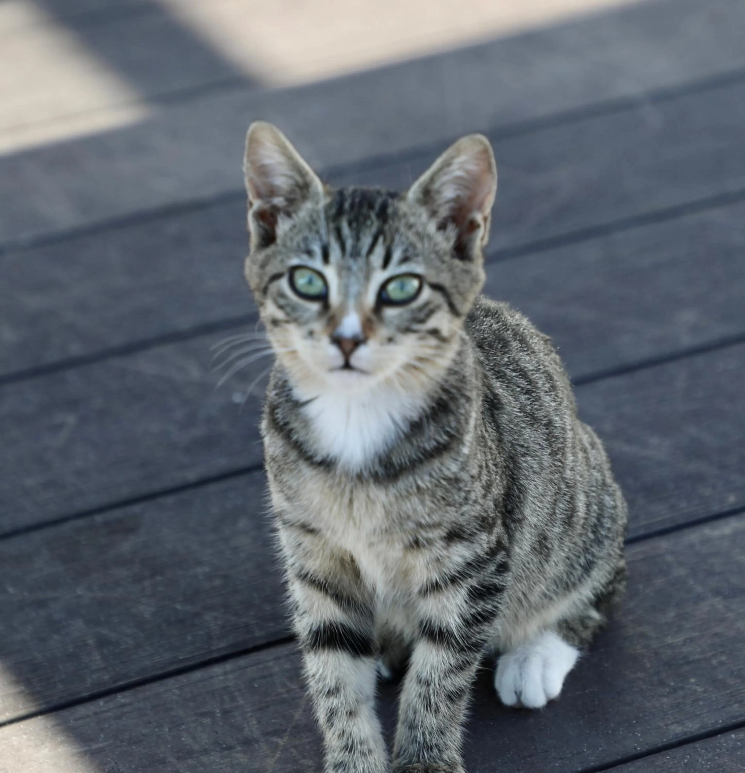 Balcony/Terrace in Istanbul Royal Hotel
