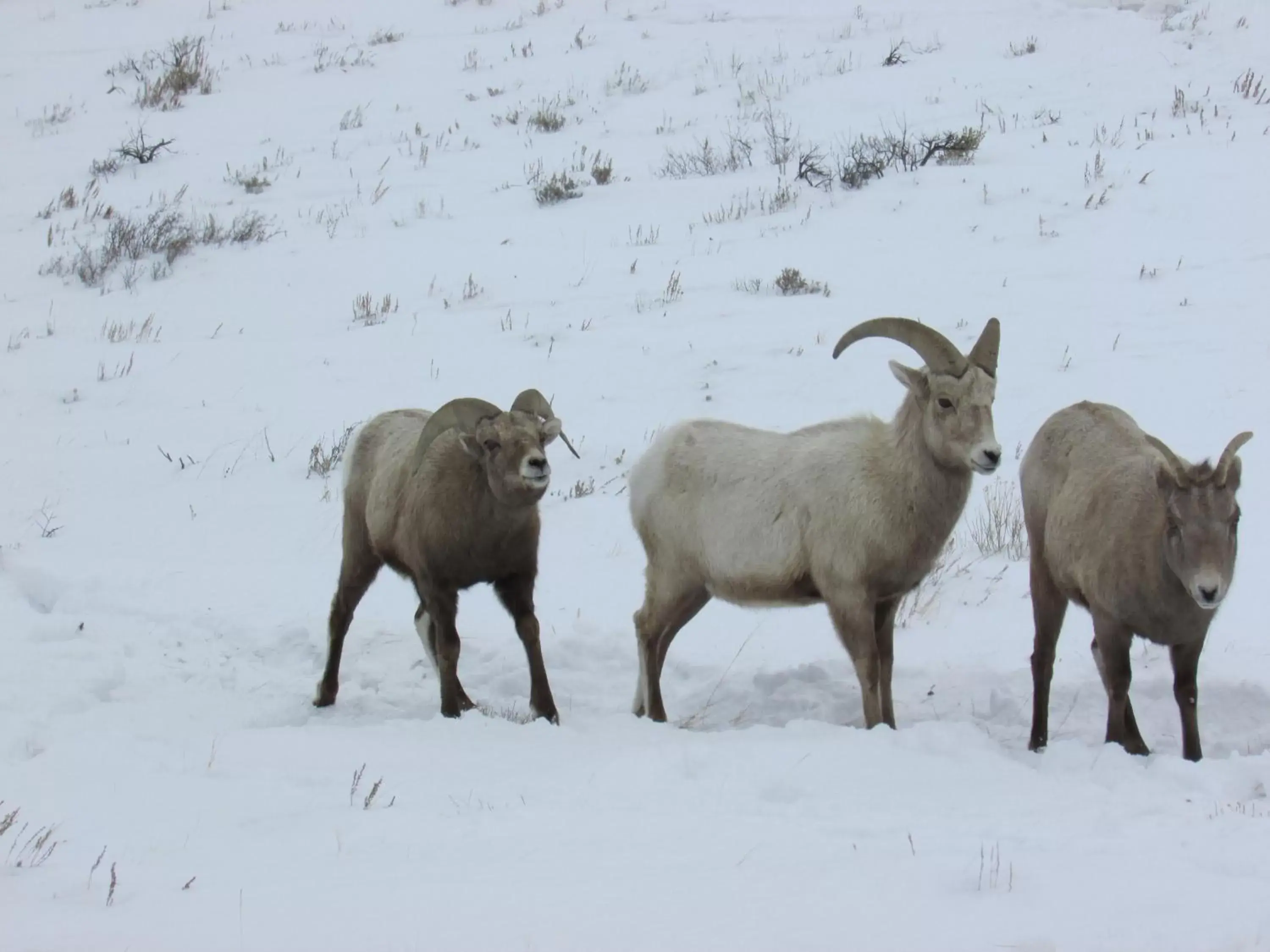 Other Animals in Chinook Winds Lodge