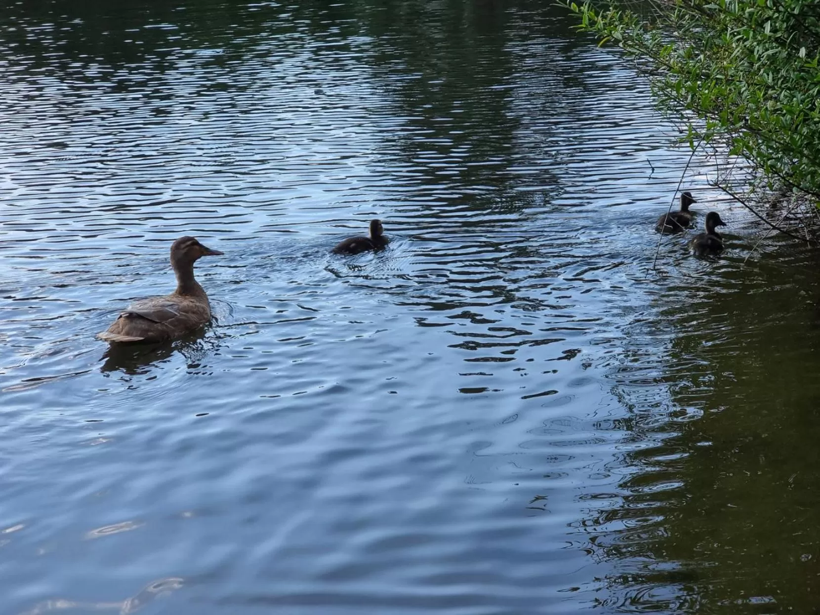 Restaurant/places to eat in Altes Eishaus, Hotel & Restaurant