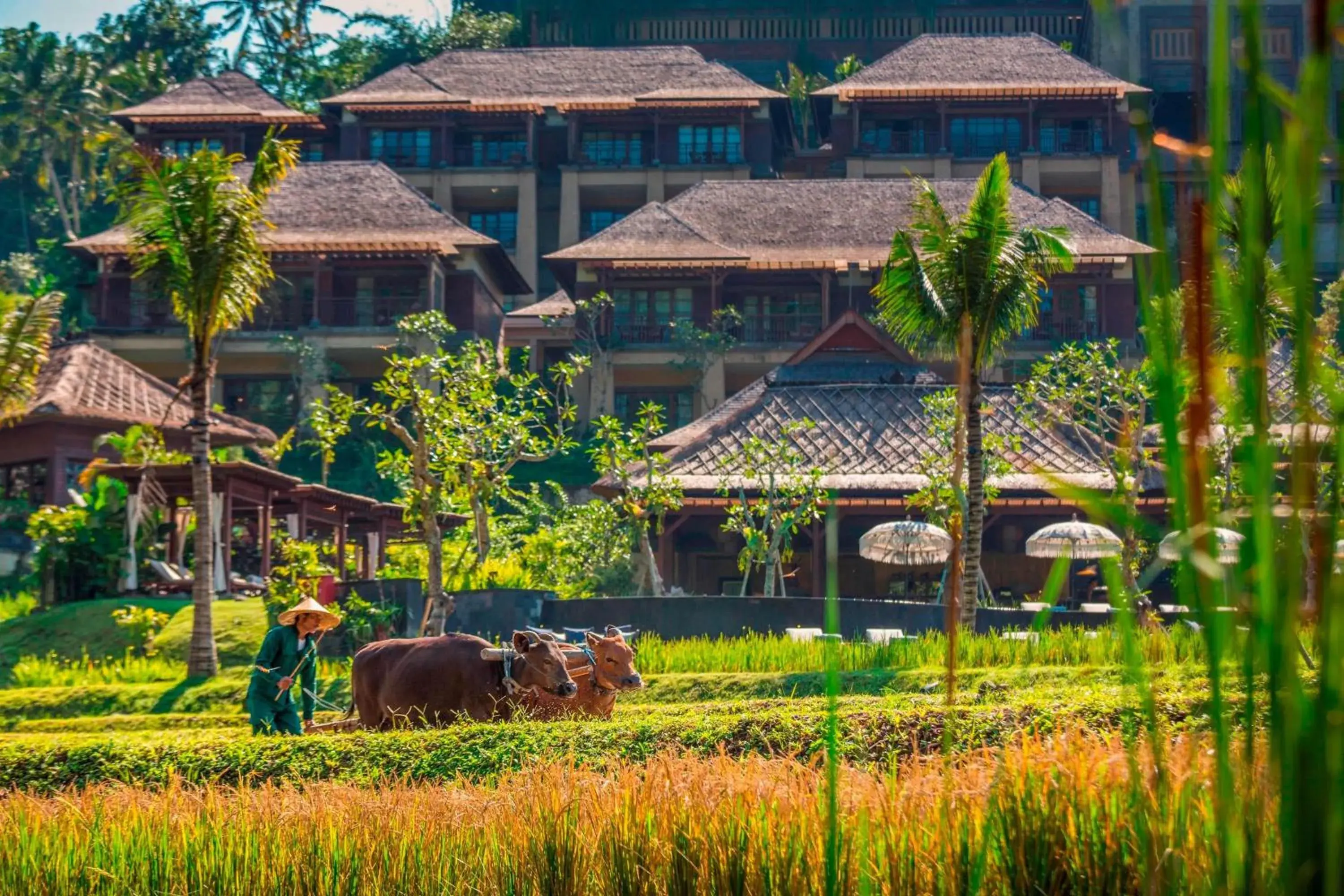 Other, Property Building in Mandapa A Ritz-Carlton Reserve