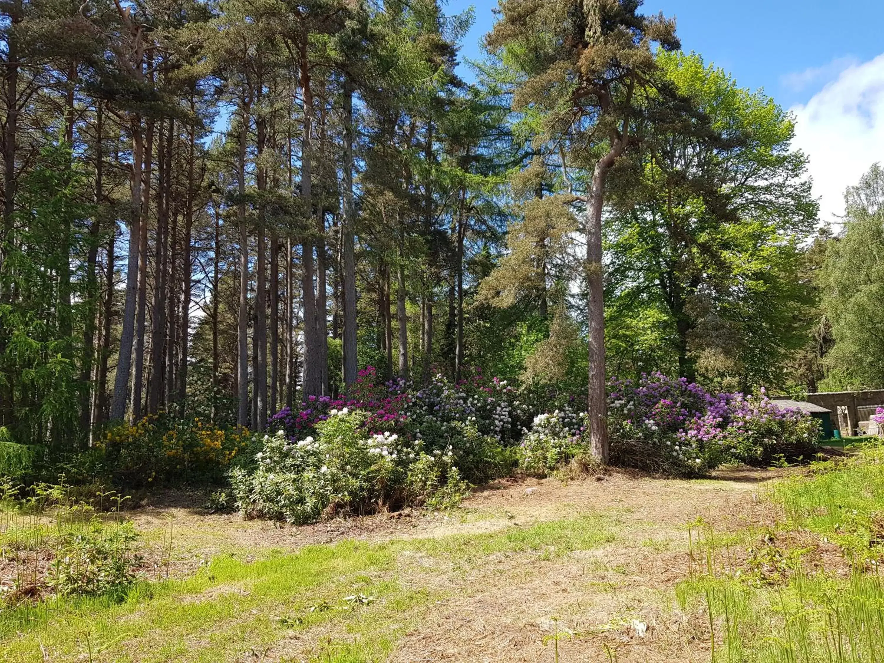 Natural landscape in Cambus O' May Hotel