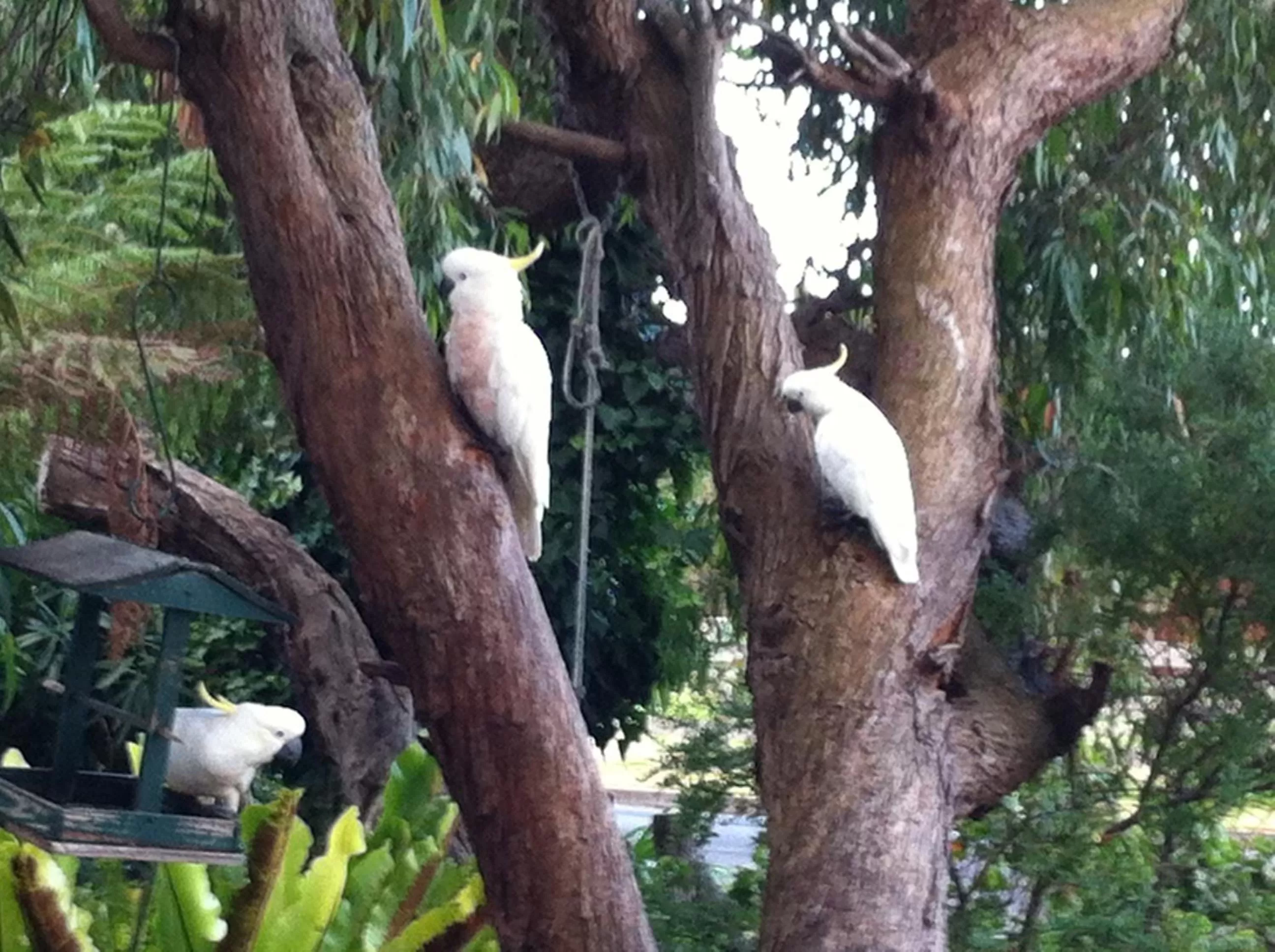 Animals in Sea Salt Bnb