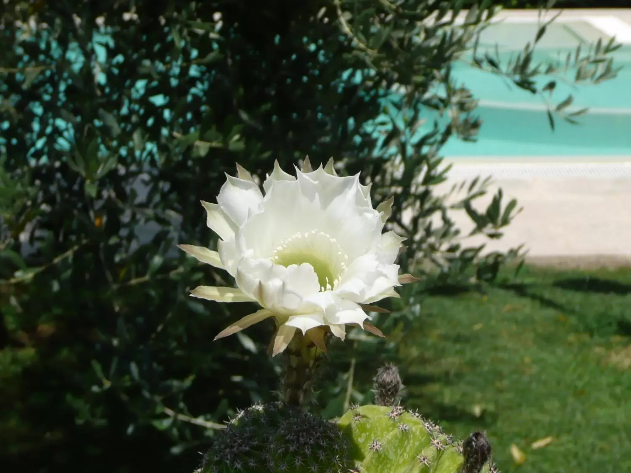 Garden in B&B Le Caselle "Il Baraccotto"