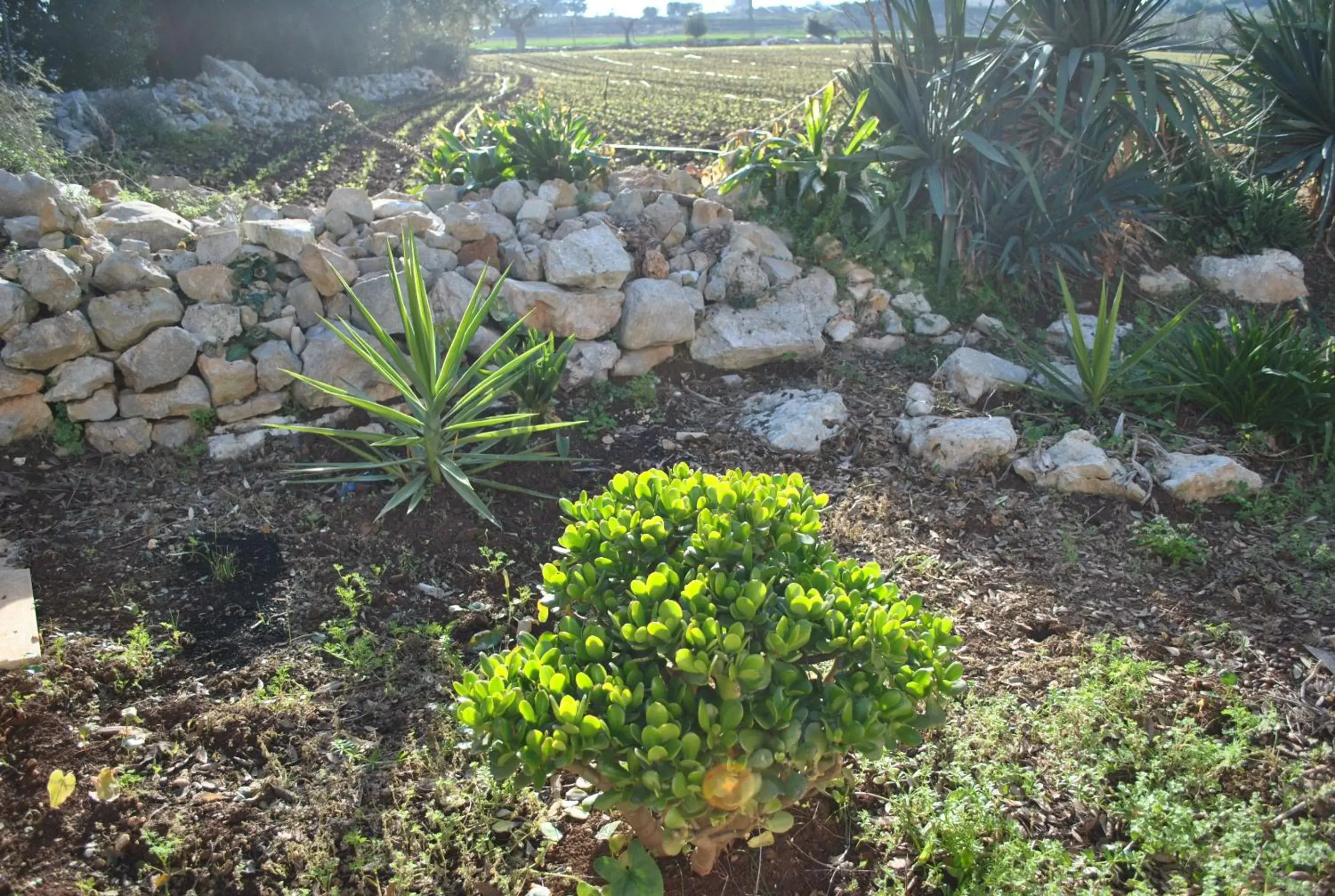 Garden in Le Dimore Del Sarto rooms