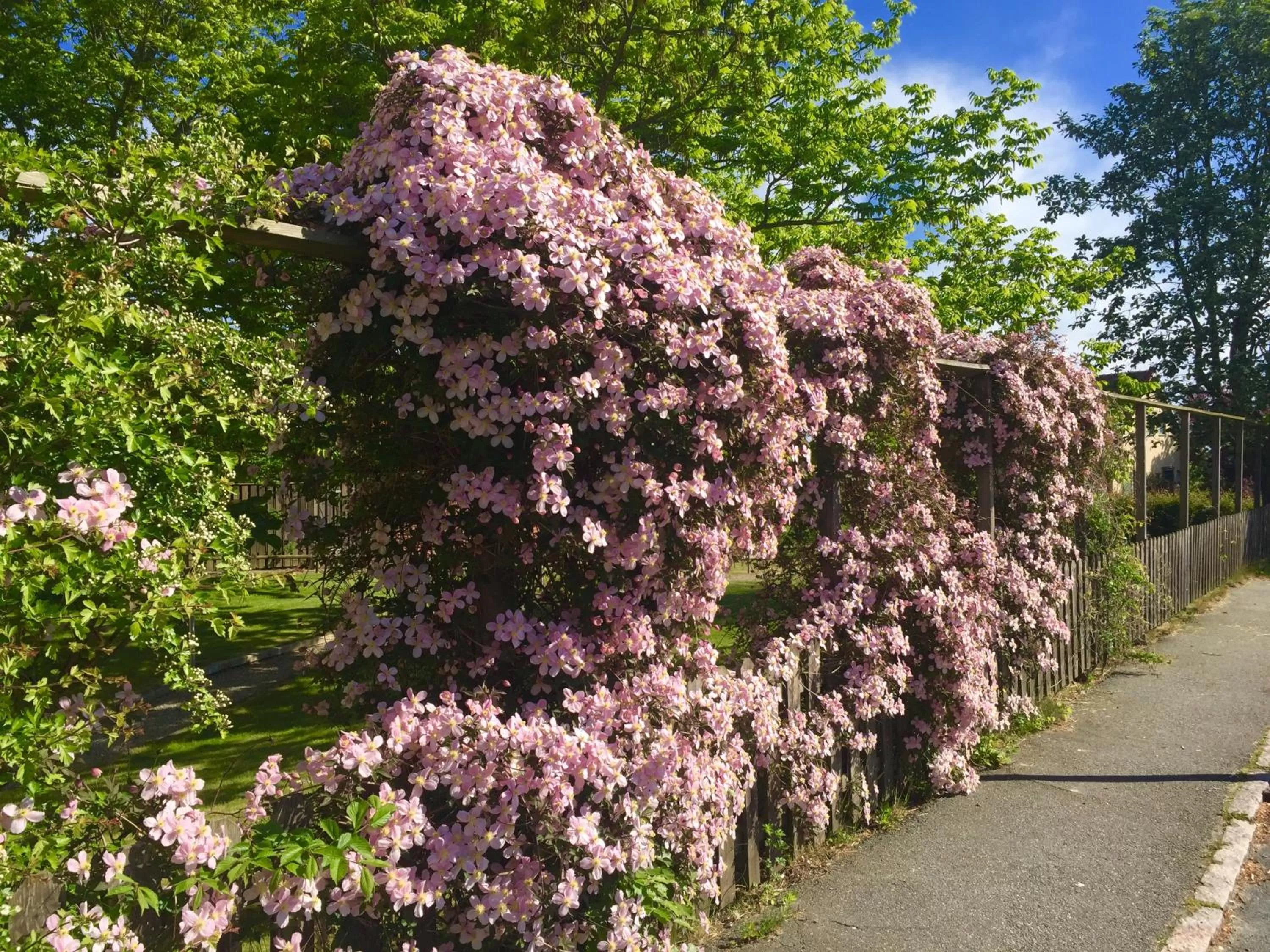 Garden in Aurora Bed & Breakfast