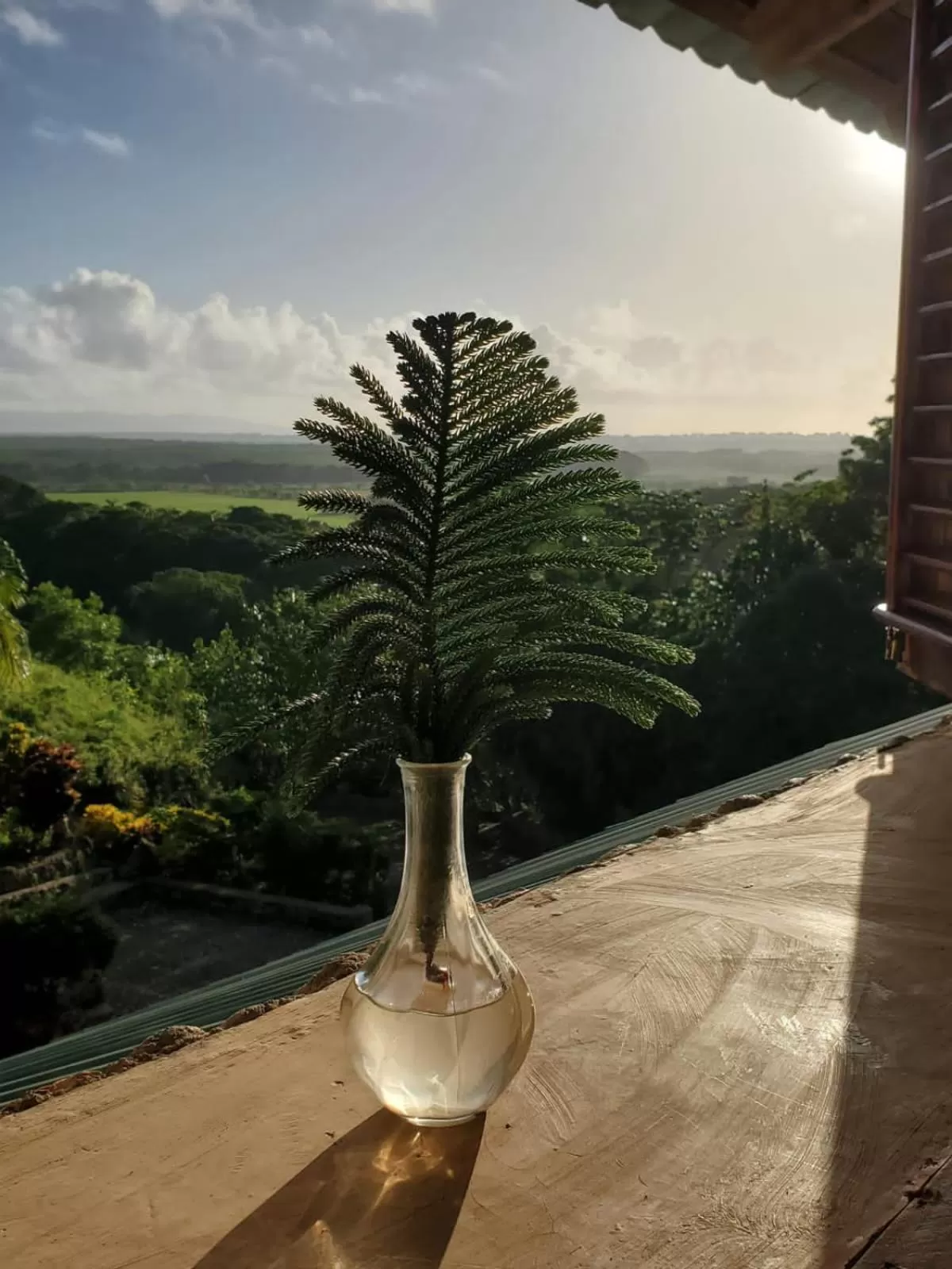 Garden view in Altos de Caño Hondo