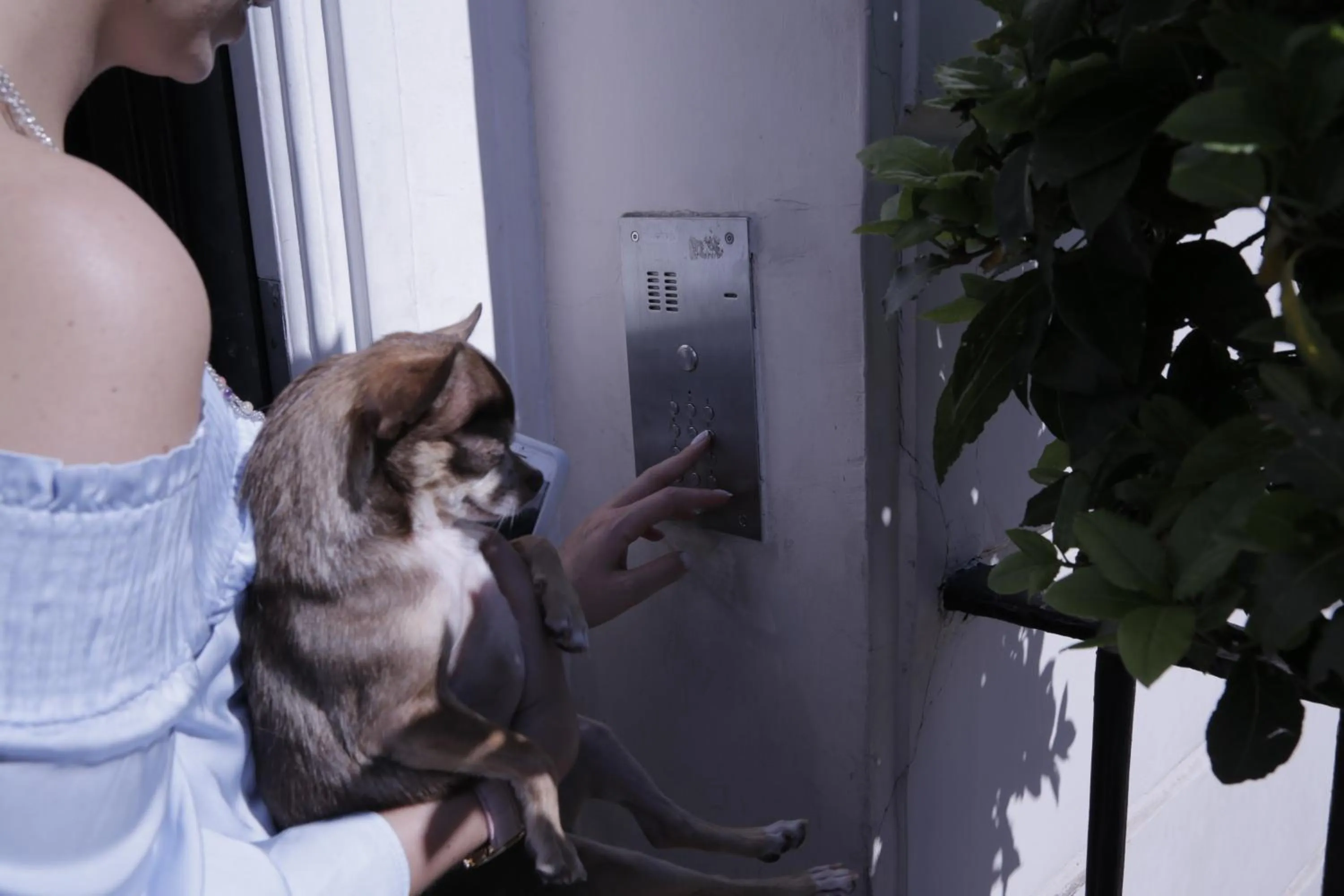 Pets in B&B Belgravia