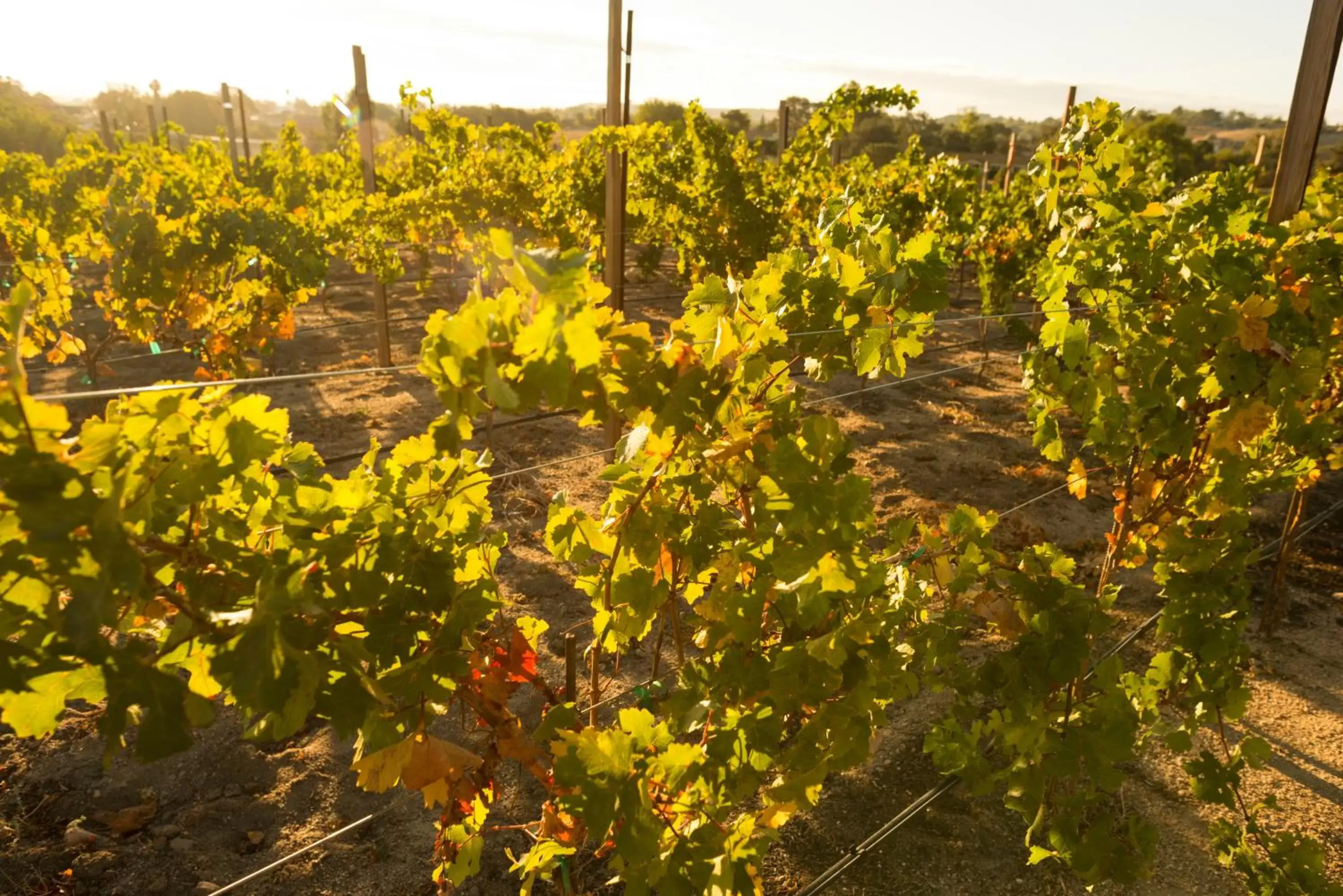 View (from property/room) in Allegretto Vineyard Resort Paso Robles