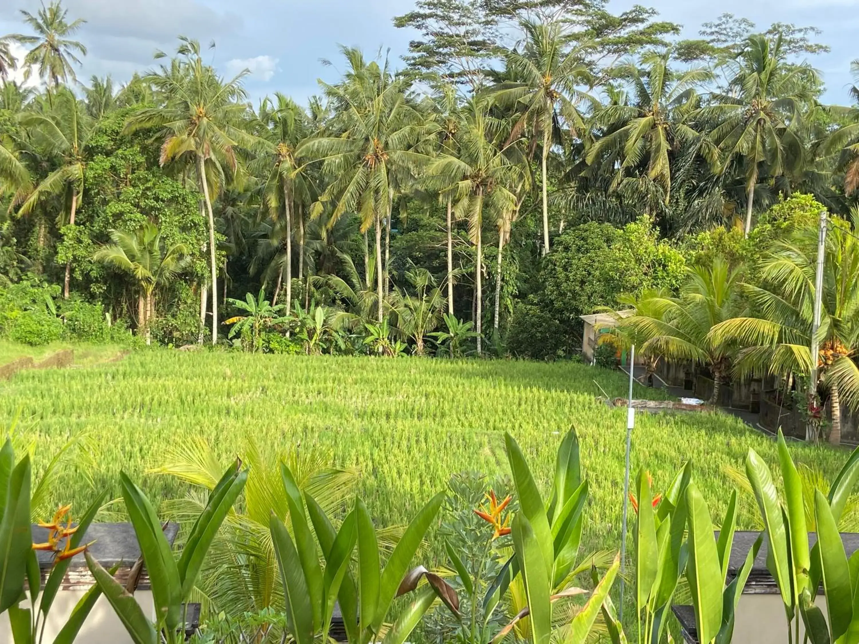 Natural landscape in Dupa Ubud Villa