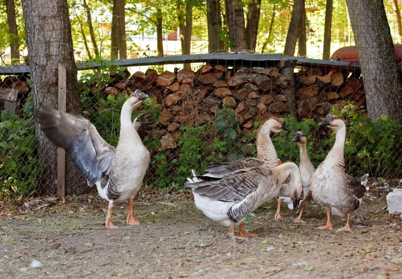 Animals in Ziołowa Dolina
