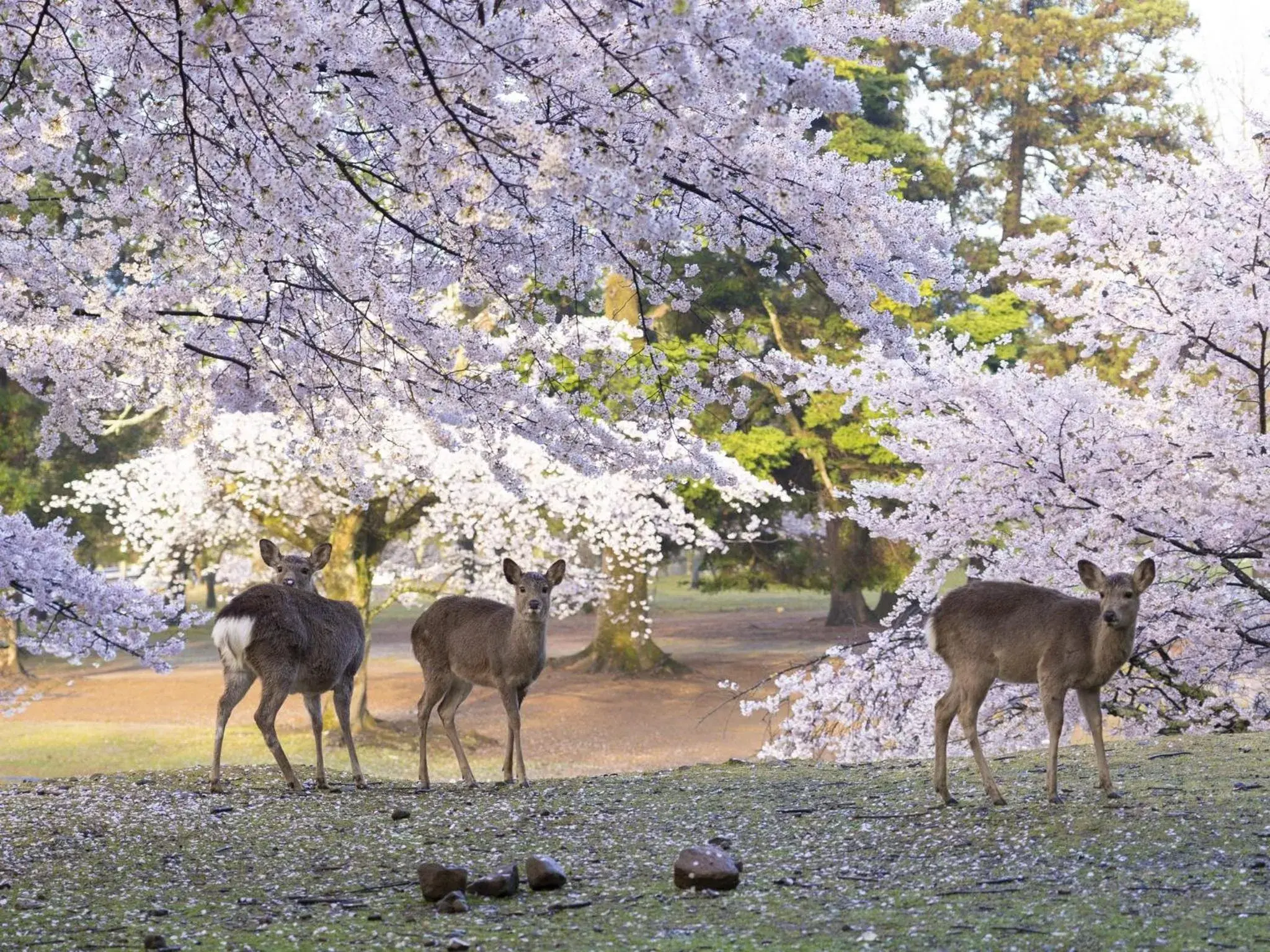 Nearby landmark, Other Animals in Hotel Nikko Nara