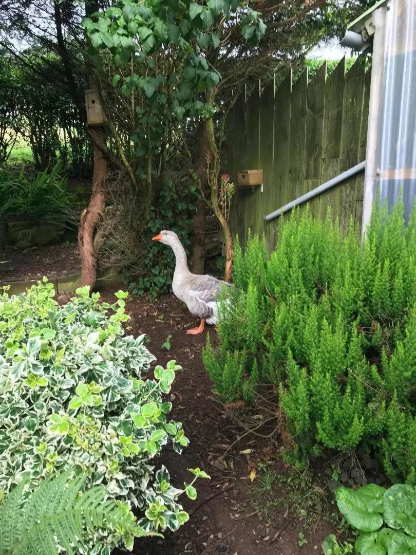 Other Animals in Jacquie's B&B -Dumfries-Room with a view - hot tub