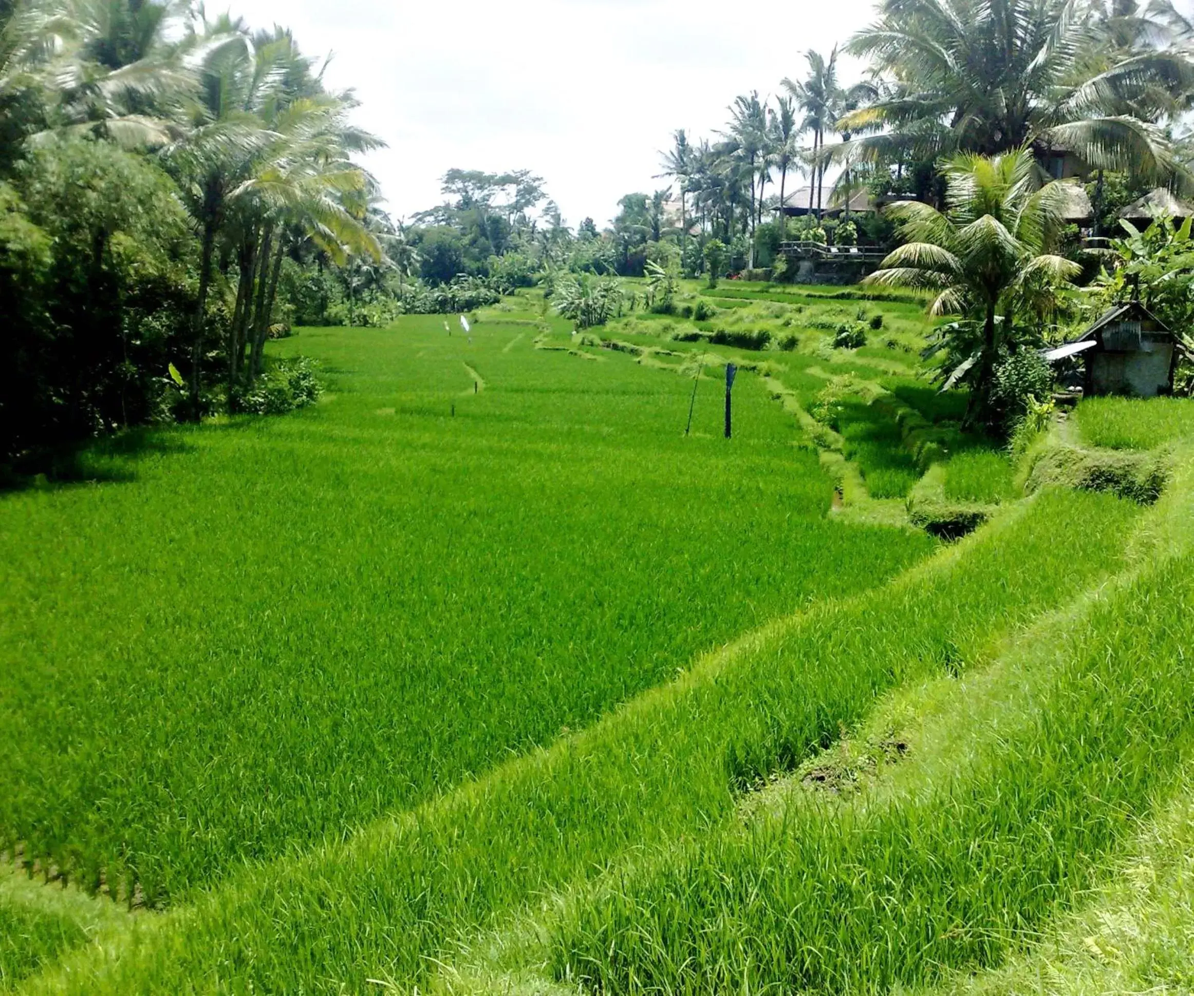 Natural landscape in Ubud Green Resort Villas Powered by Archipelago