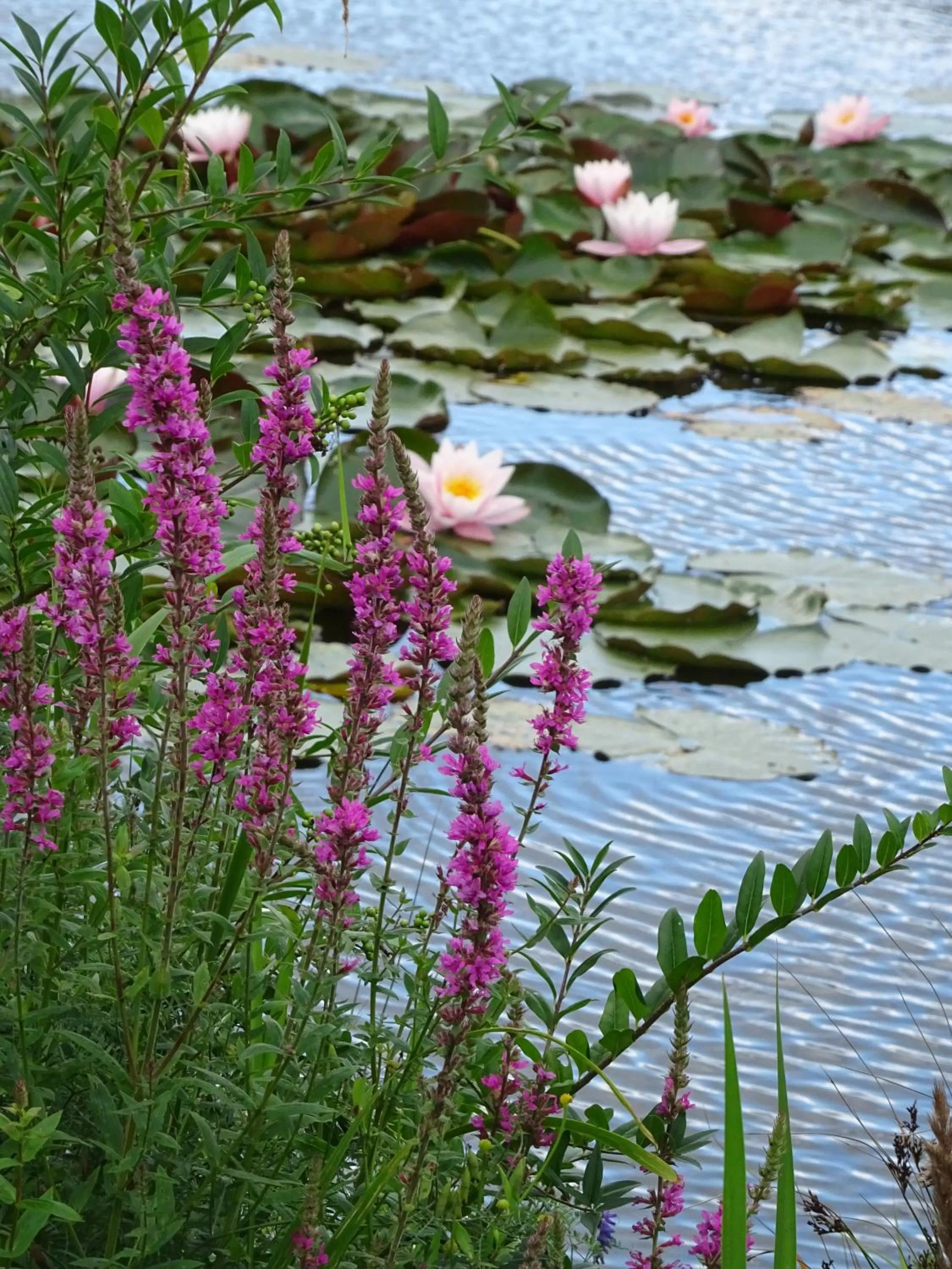 Garden in Wreecher Hof